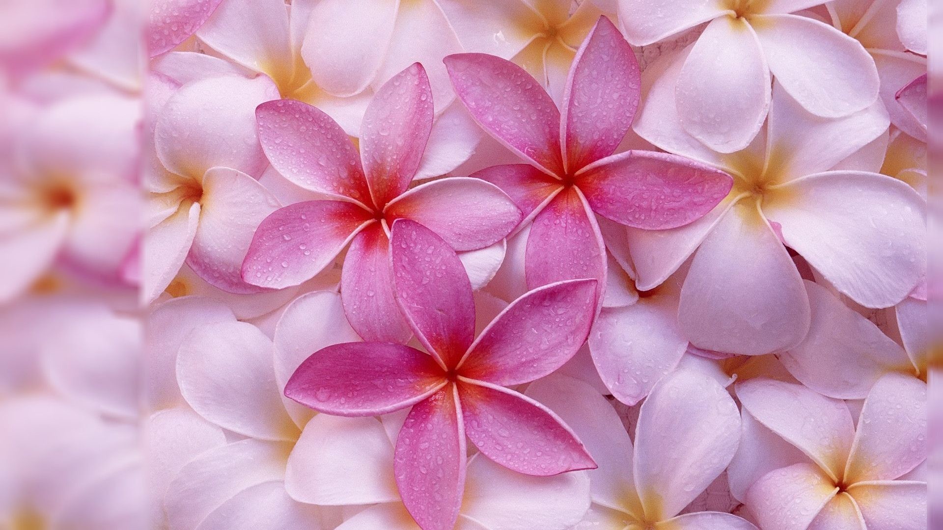 1920x1080 Pink Jasmine Flower