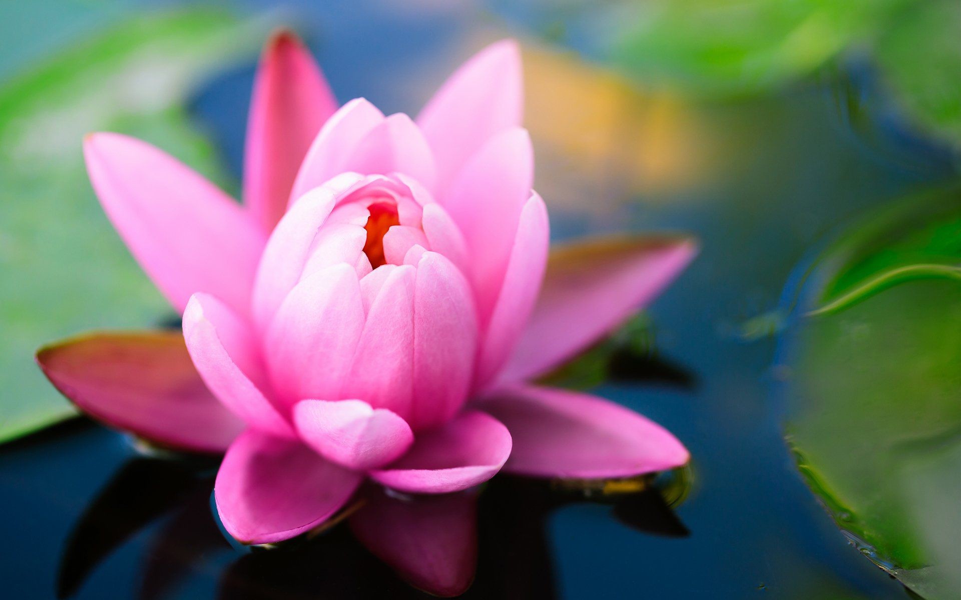 1920x1200 A pink water lily