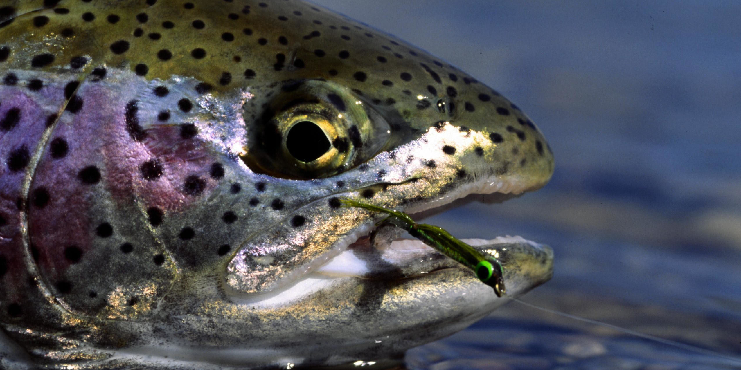 2552x1275 17 best images about fly fishing on pinterest | trout, luxury log, Fishing  Bait