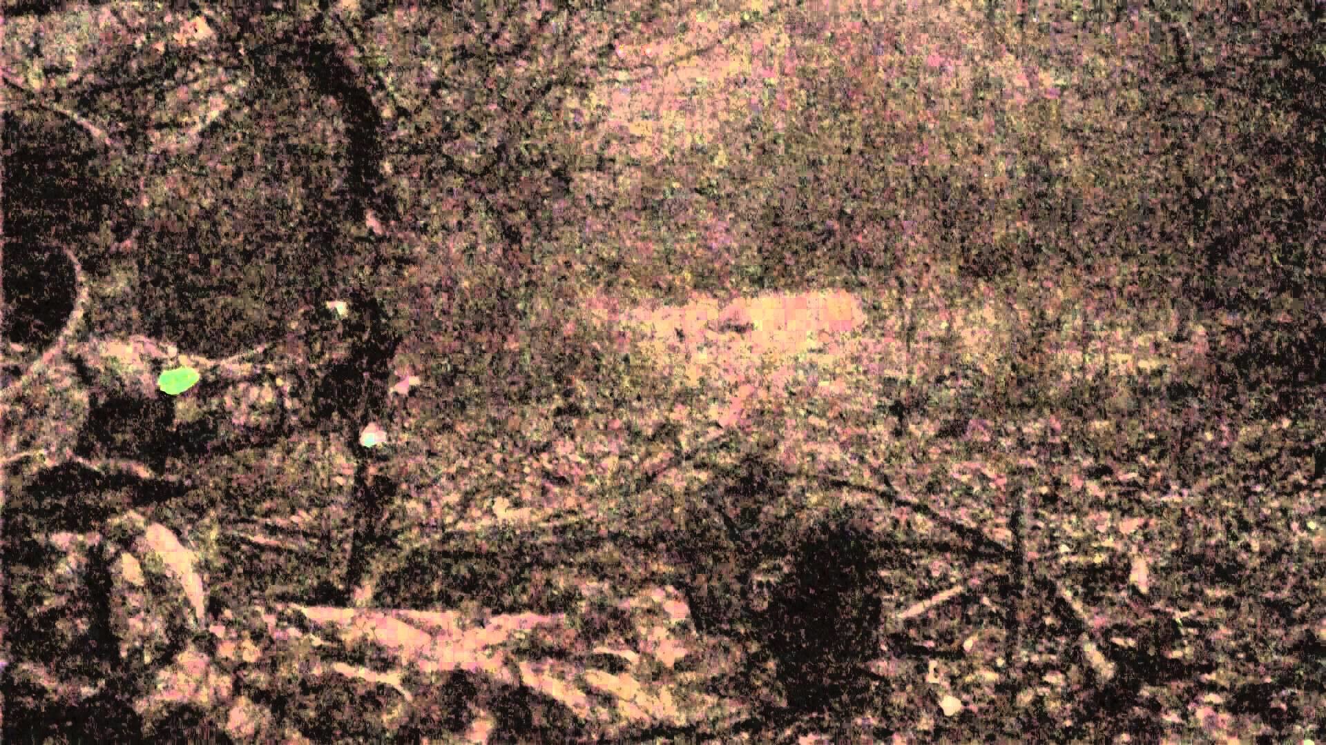 1920x1080 Deer Hunting Backgrounds - Wallpaper Cave