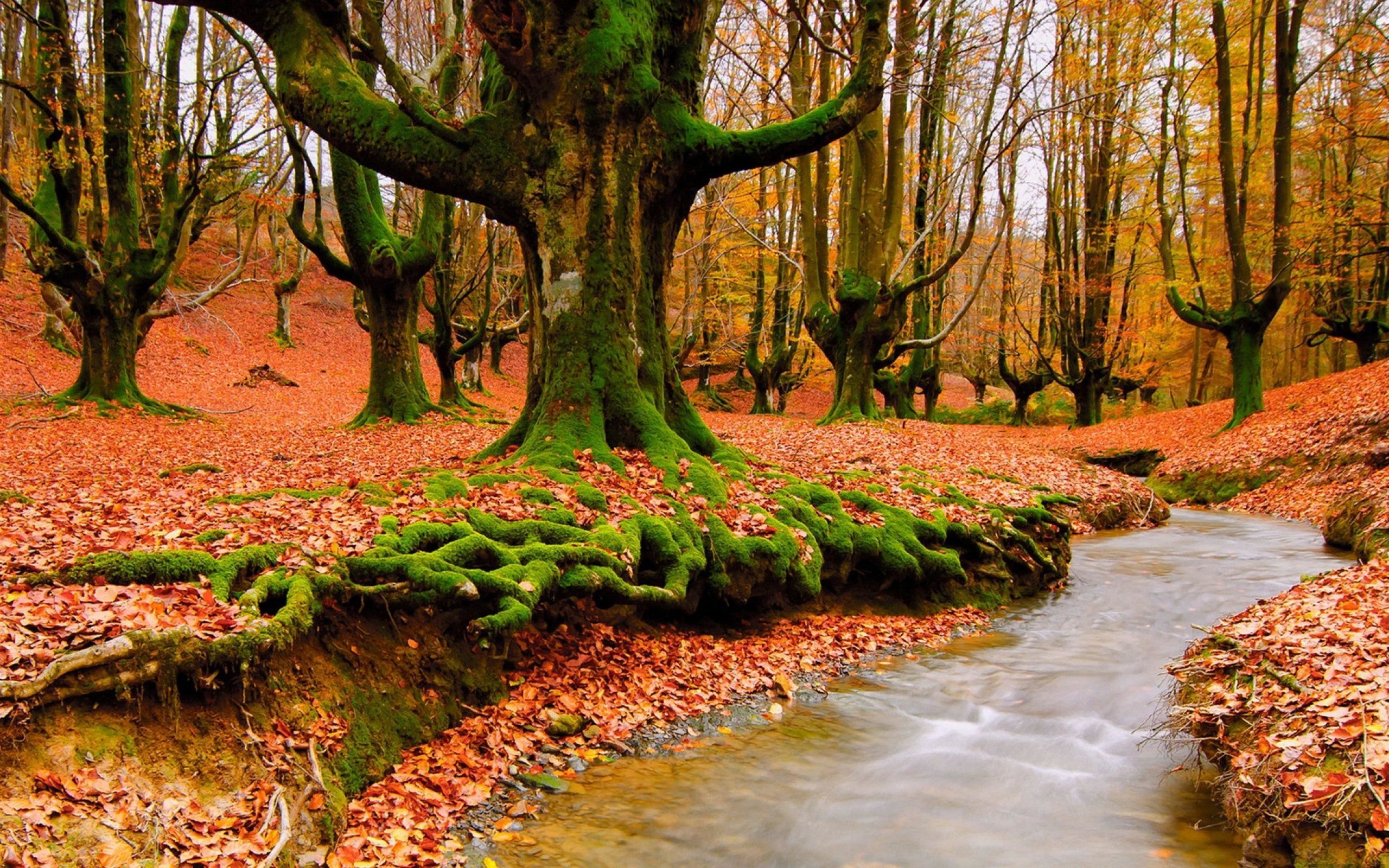 2560x1600 wallpaper.wiki-Download-Autumn-River-Picture-PIC-WPB0015711