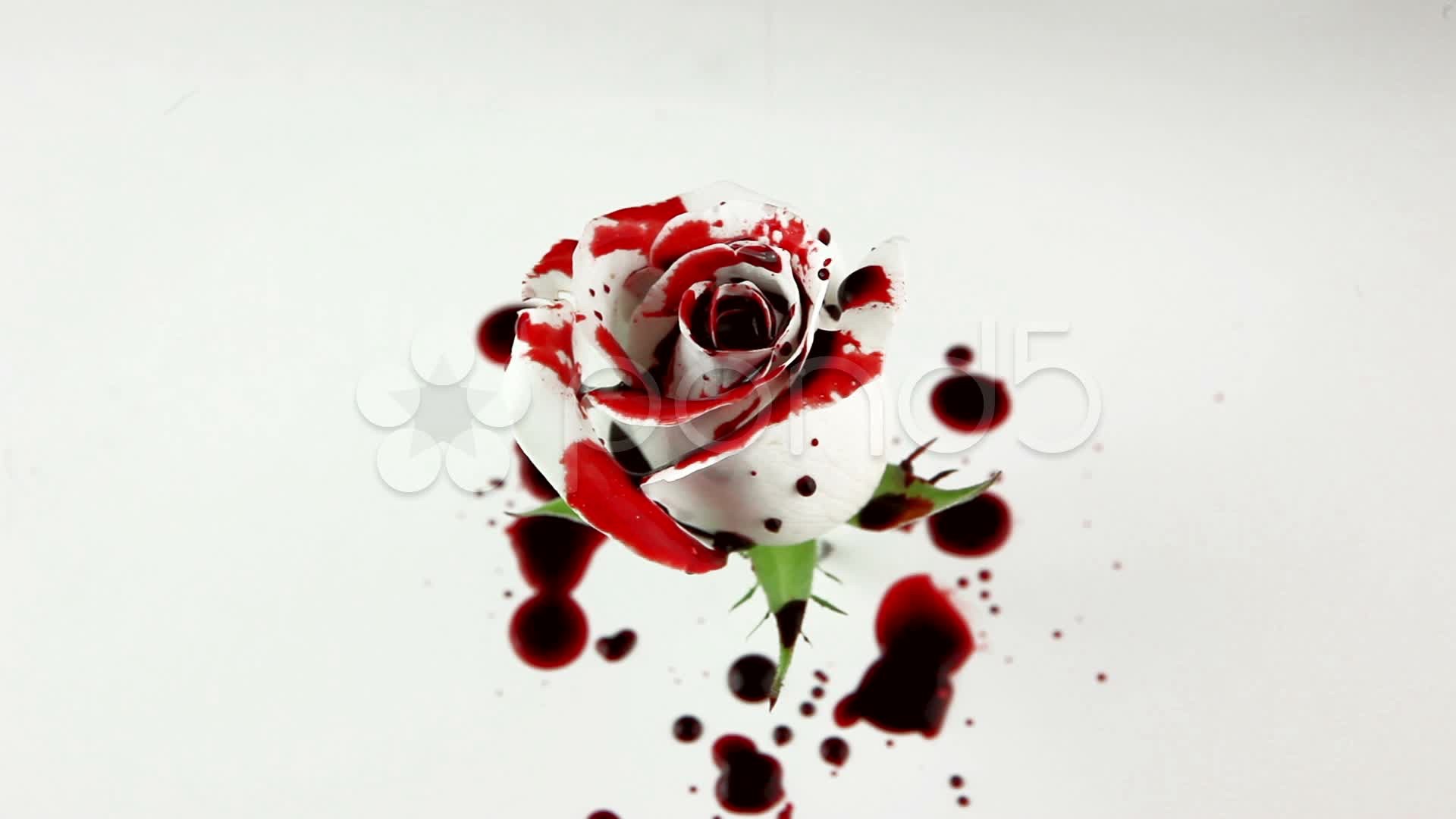 1920x1080 Blood drips on White Rose ~ Stock Video #22409670 | Pond5