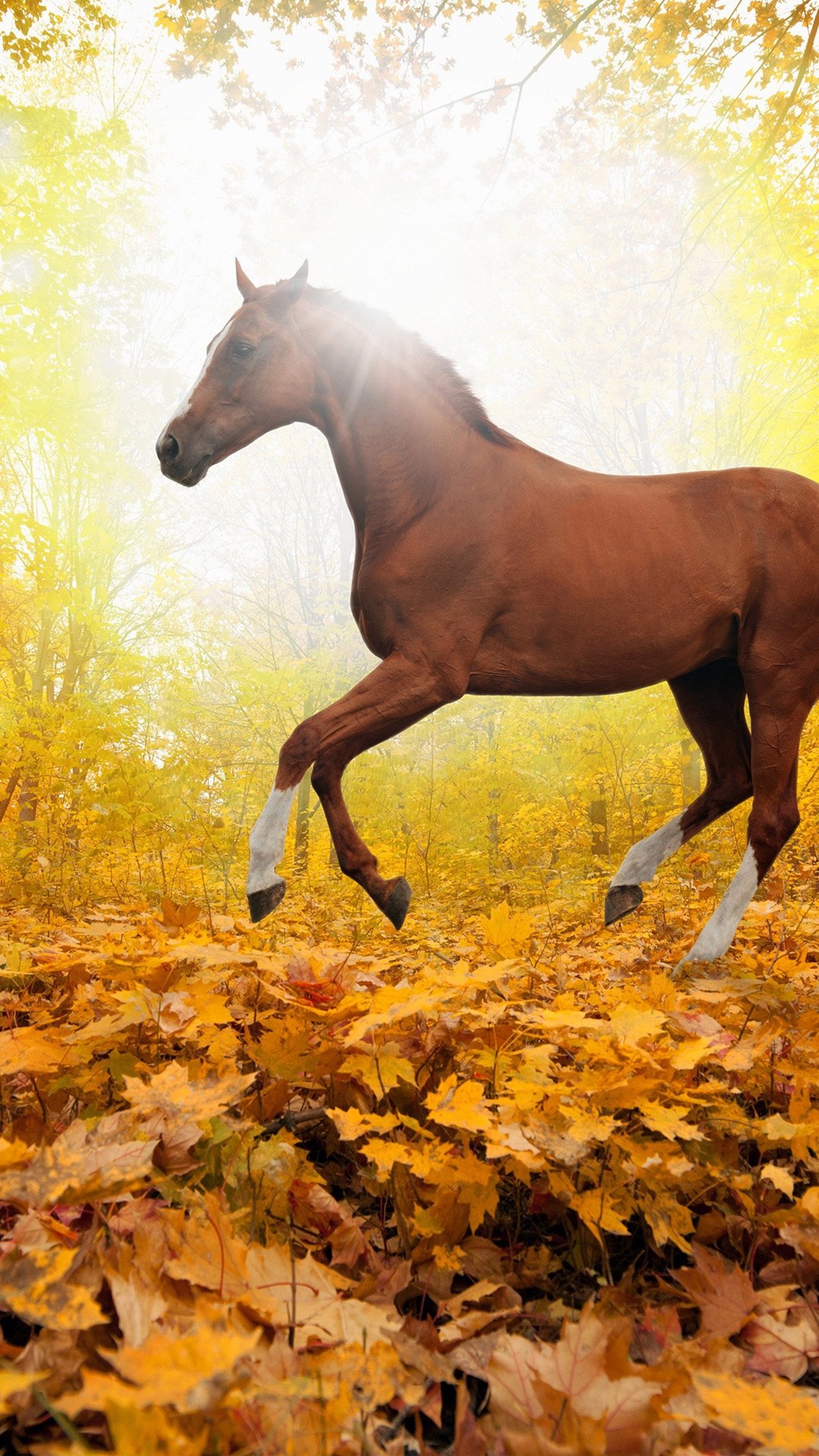 1080x1920 Horse Art Animal Fall Leaf Mountain Red iPhone Images.