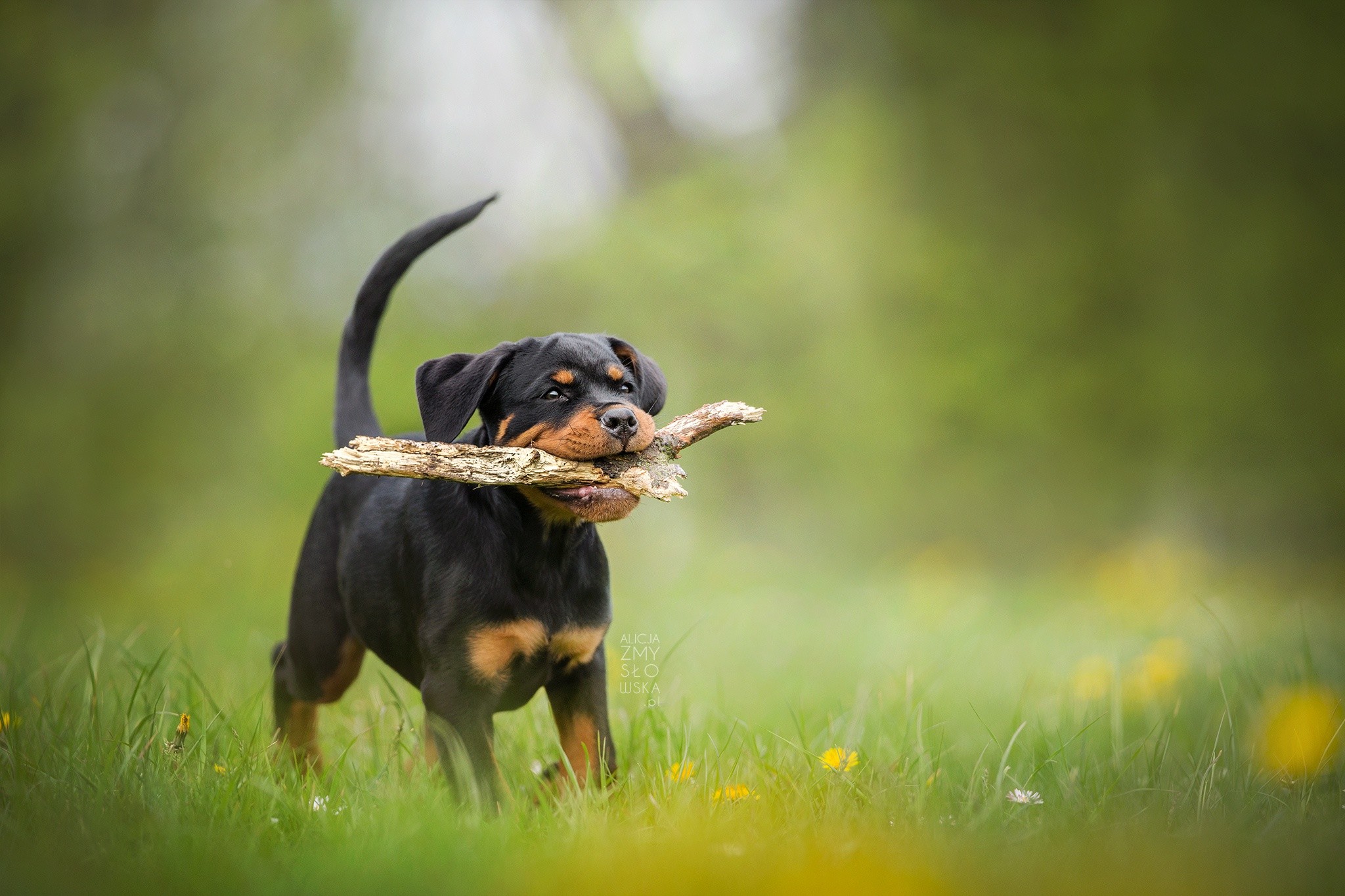 2048x1365 Rottweiler HD Wallpaper | Background Image |  | ID:847444 -  Wallpaper Abyss