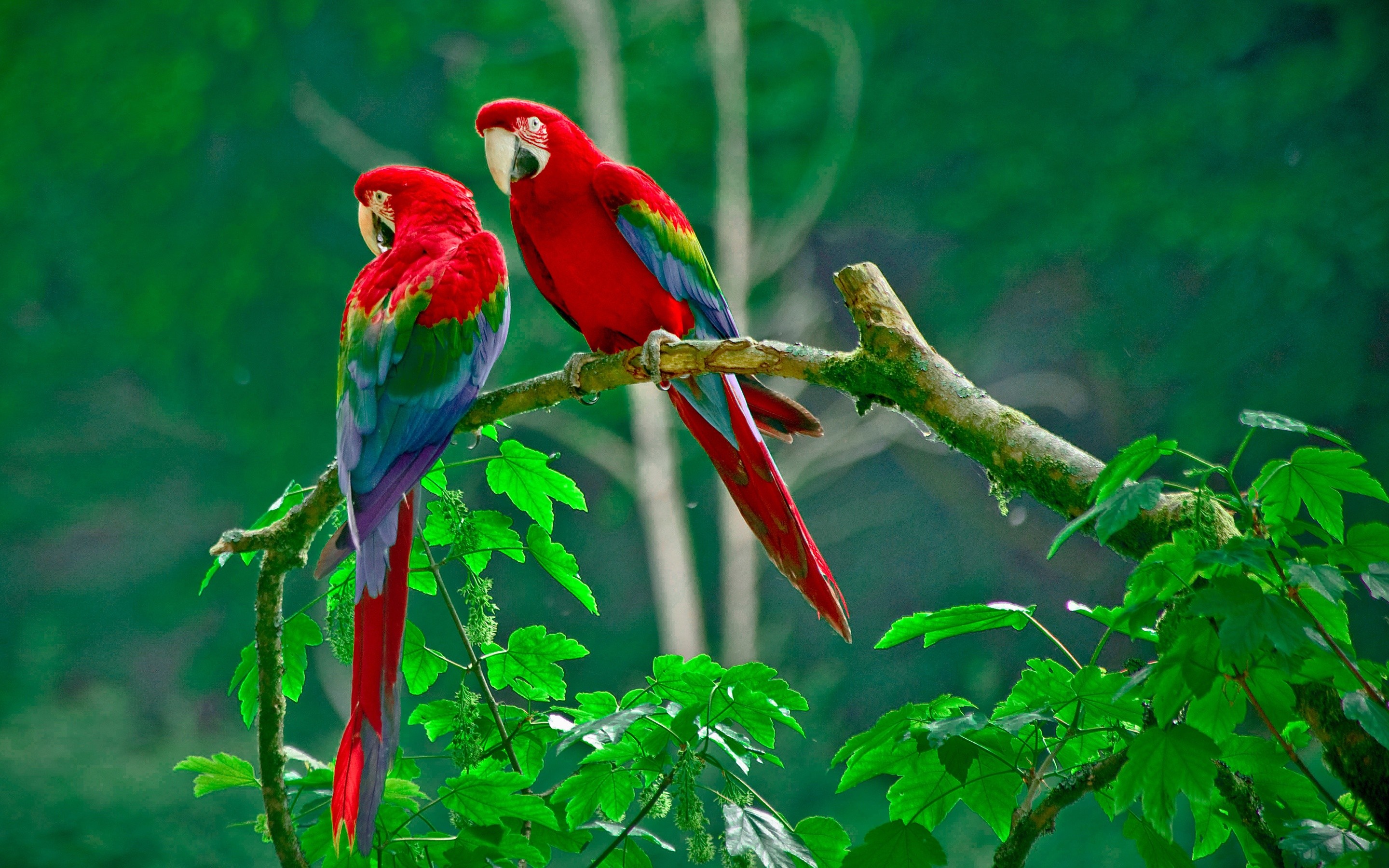 2880x1800 Most Beautiful Parrots Wallpapers – Birds HD Pictures – HD Wallpapers Images  Pictures Desktop Backgrounds Photos