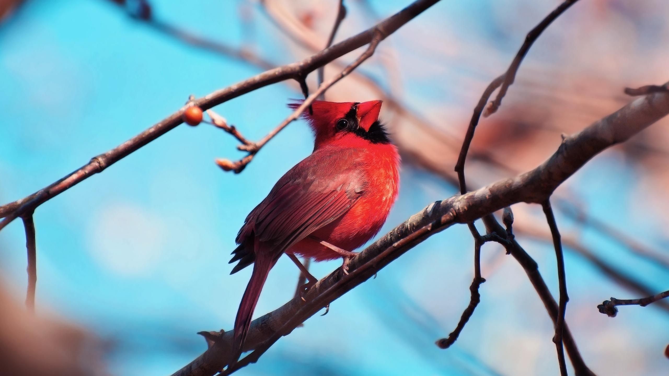 2560x1440 Red Cardinal Bird Wallpaper
