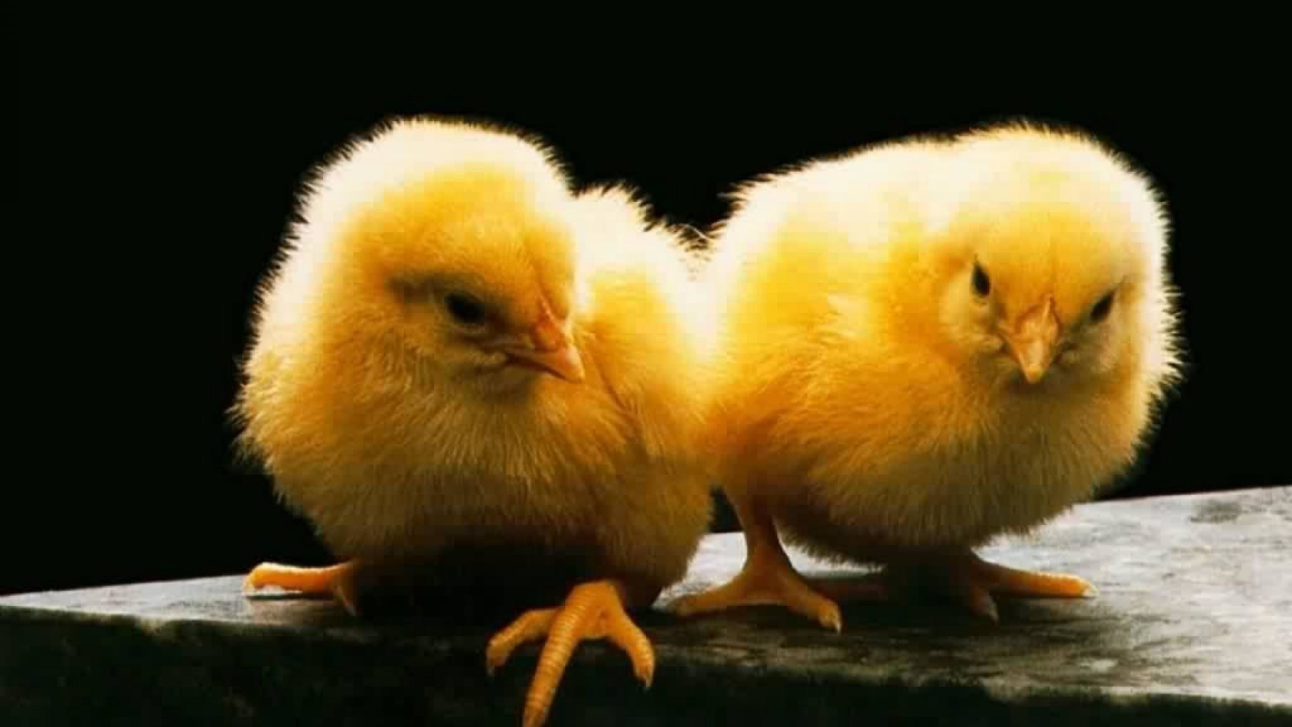 2560x1440 Cute Chicken Background Wallpapers 19976