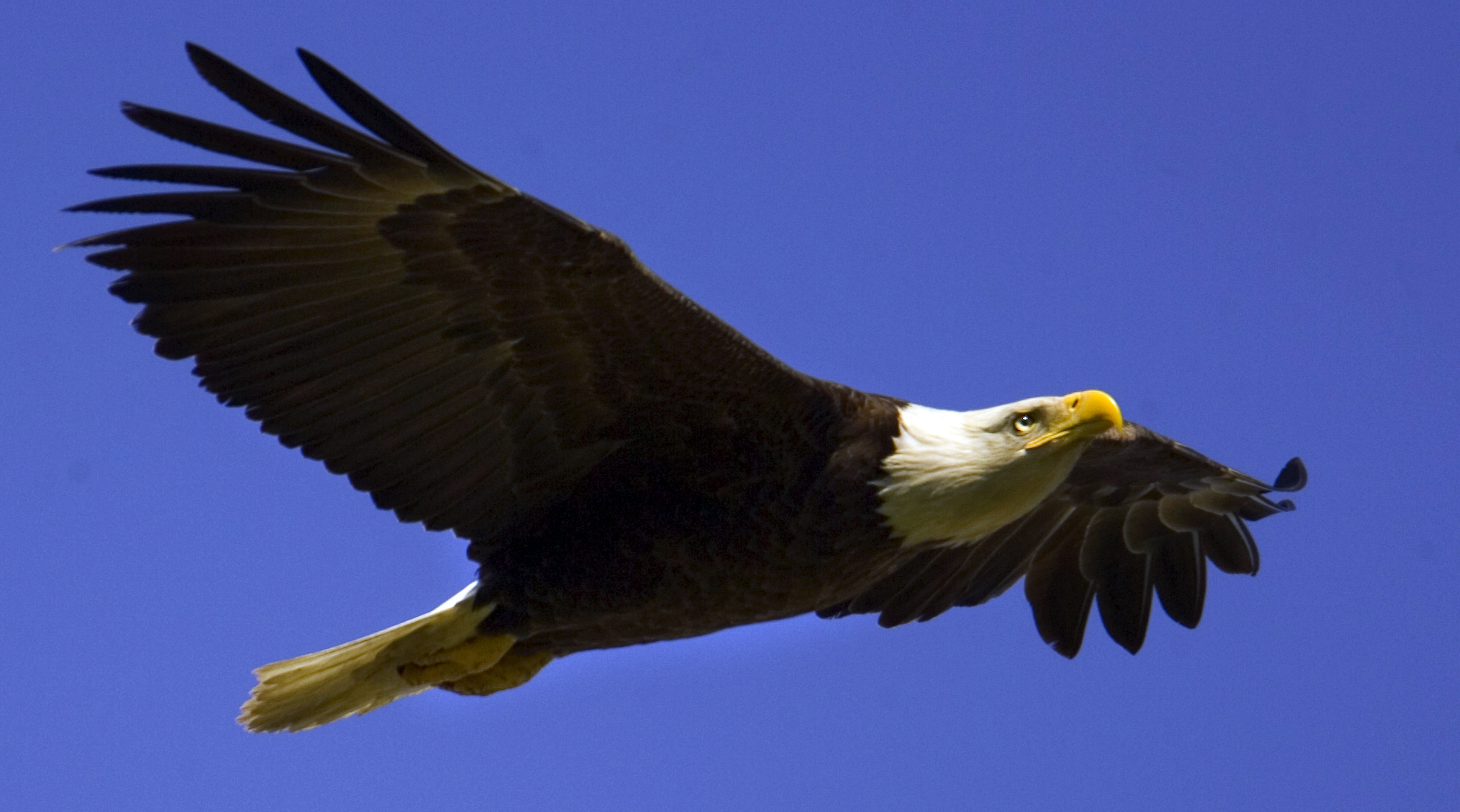 3366x1873 American Bald Eagle Wallpapers, HD Widescreen Pic