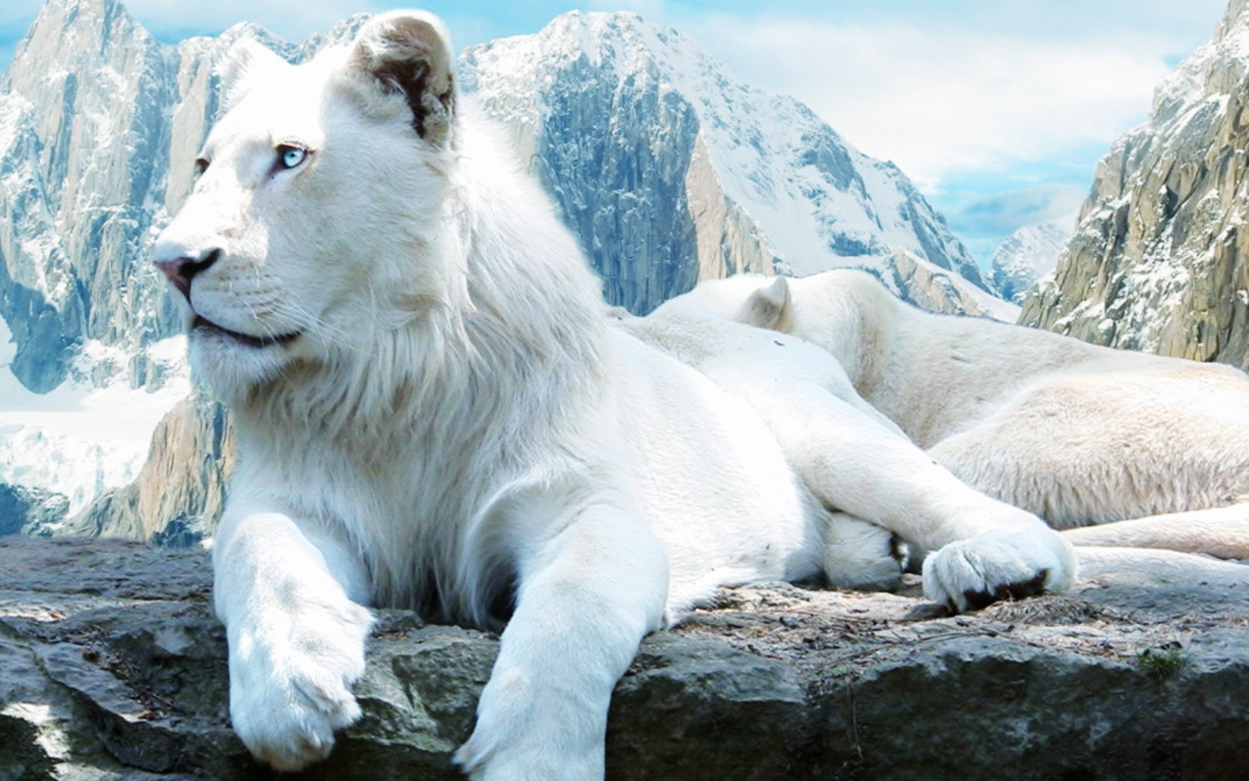 2560x1600 White Lion Wallpaper