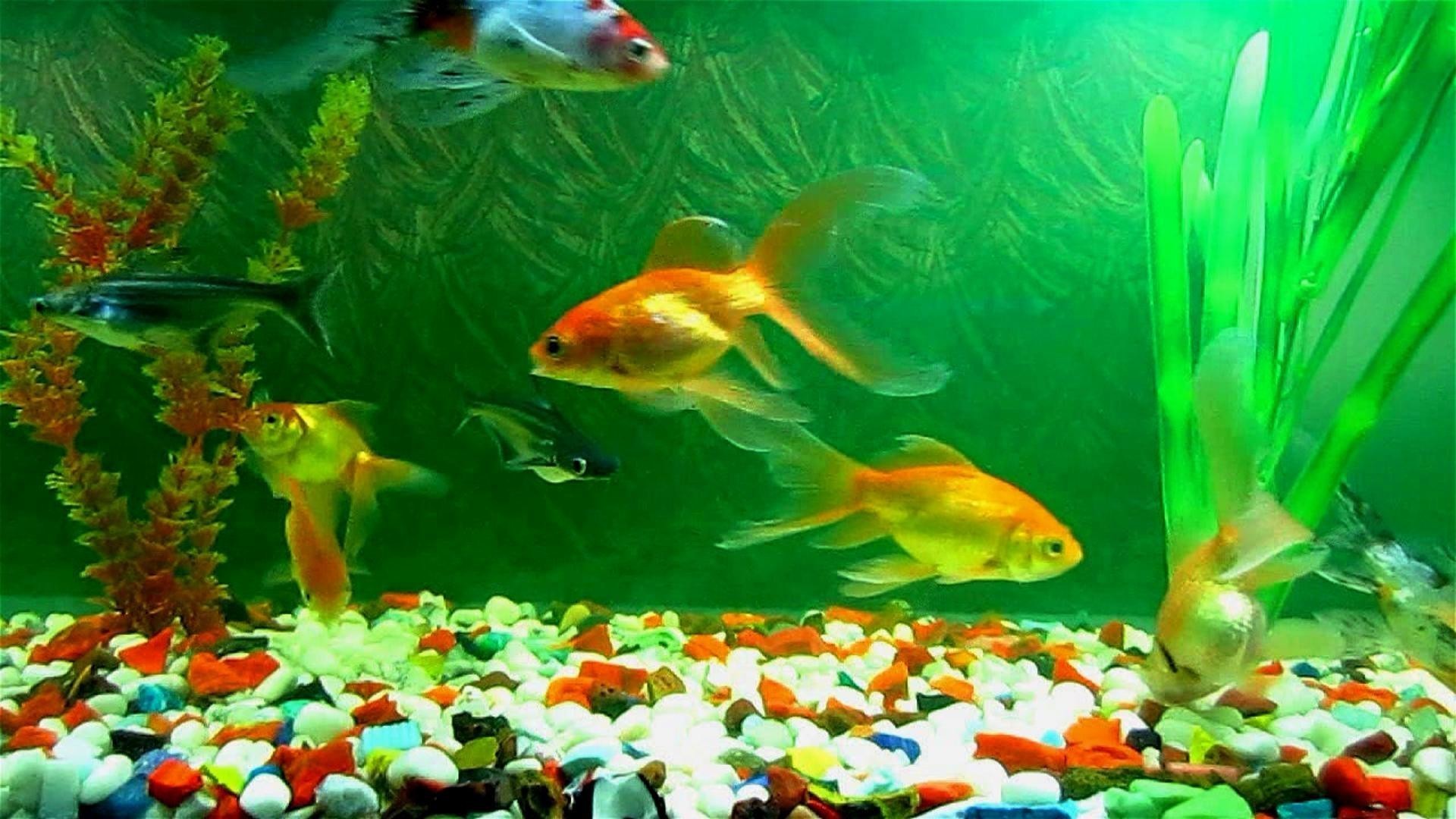 1920x1080 Res: , Animated Fish Tank Background