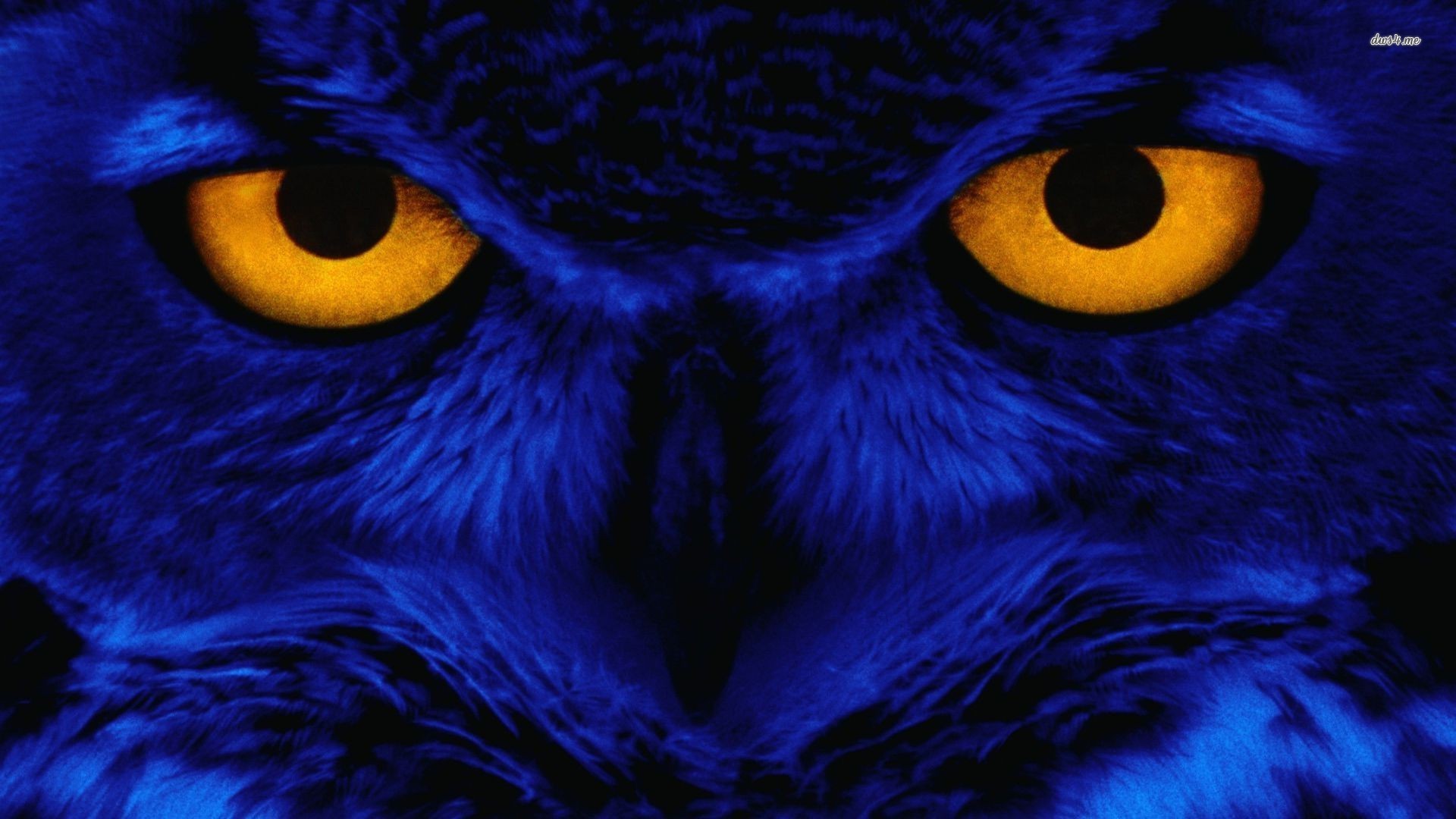 1920x1080 blue-owl Share your wallpaper - Page 2