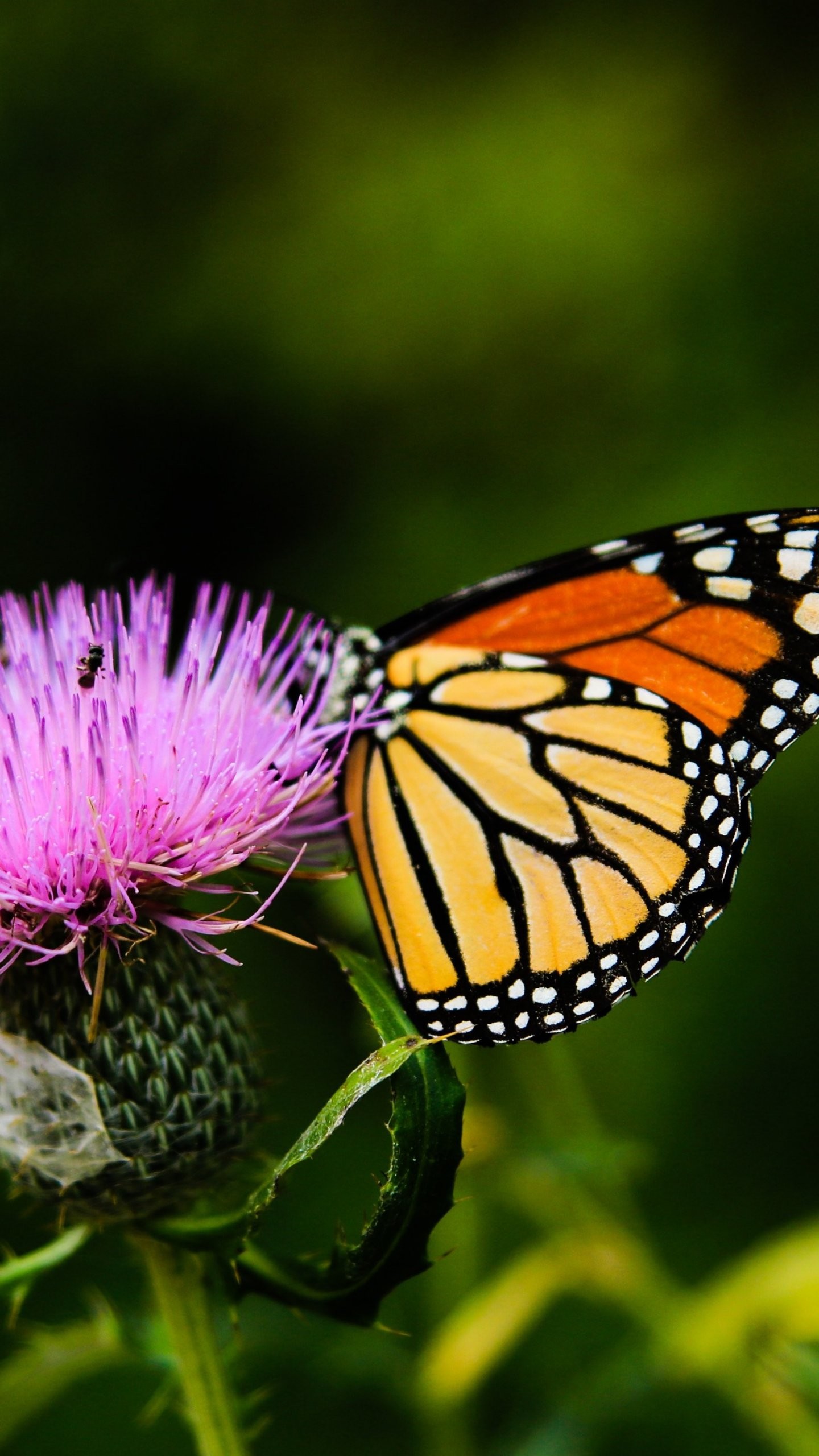 1440x2560 Monarch Butterfly on Thistle Flower