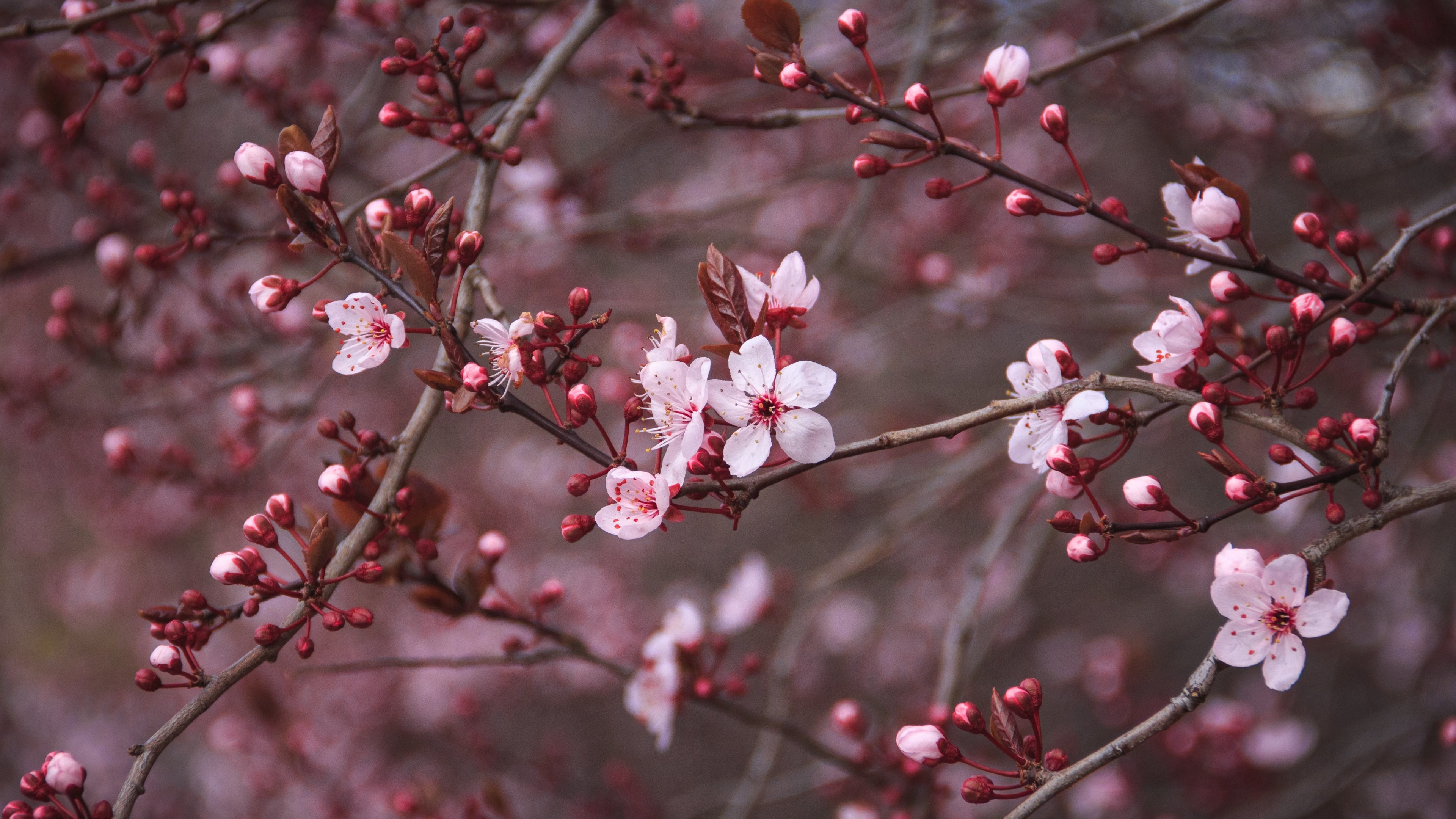 3840x2160 Cherry Blossom Backgrounds - Wallpaper Cave ...
