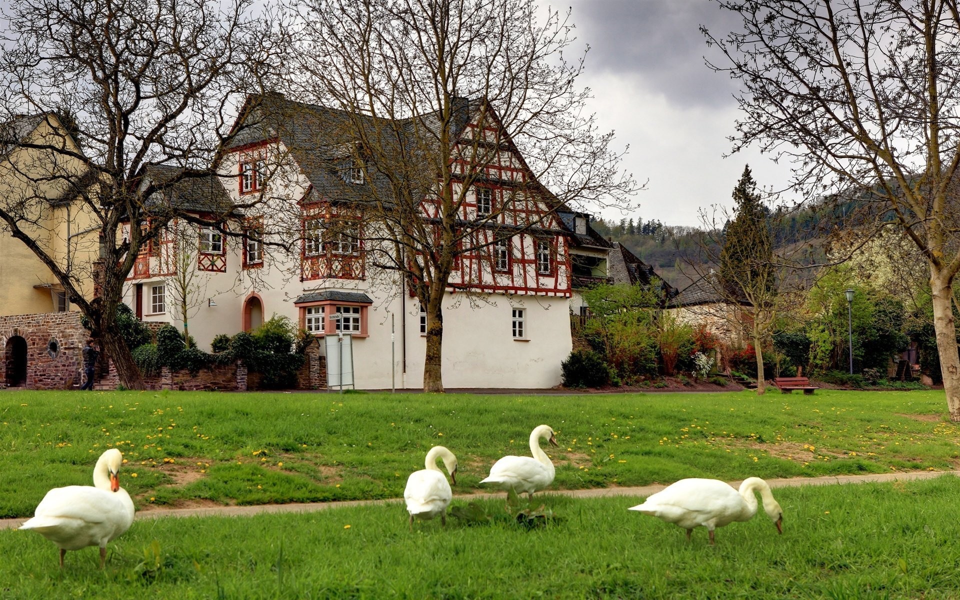 1920x1200 germany village swans tree grass bench landscape