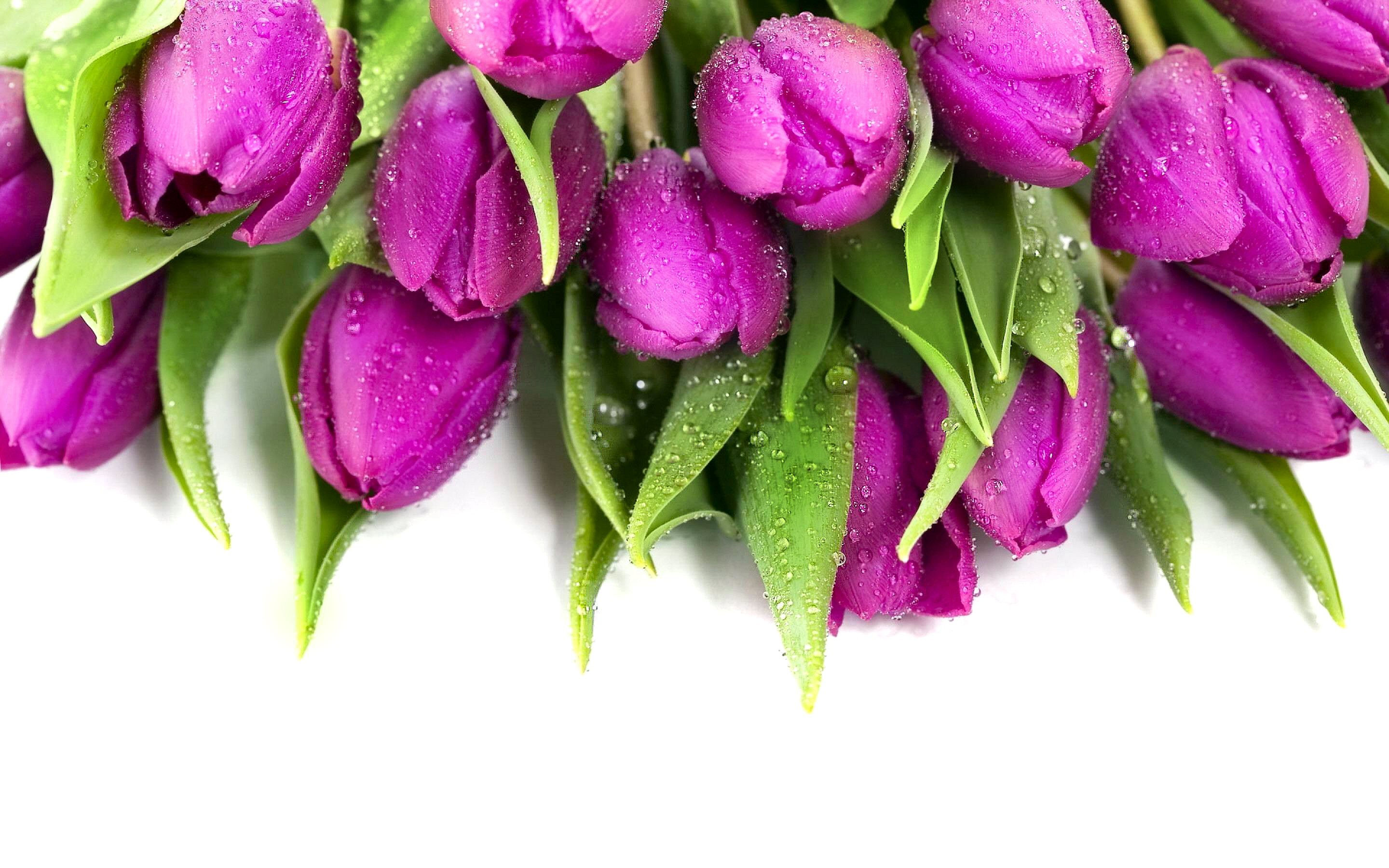 2880x1800 Colorful Flower Green Pink Tulip Â· HD Wallpaper | Background ID:467598