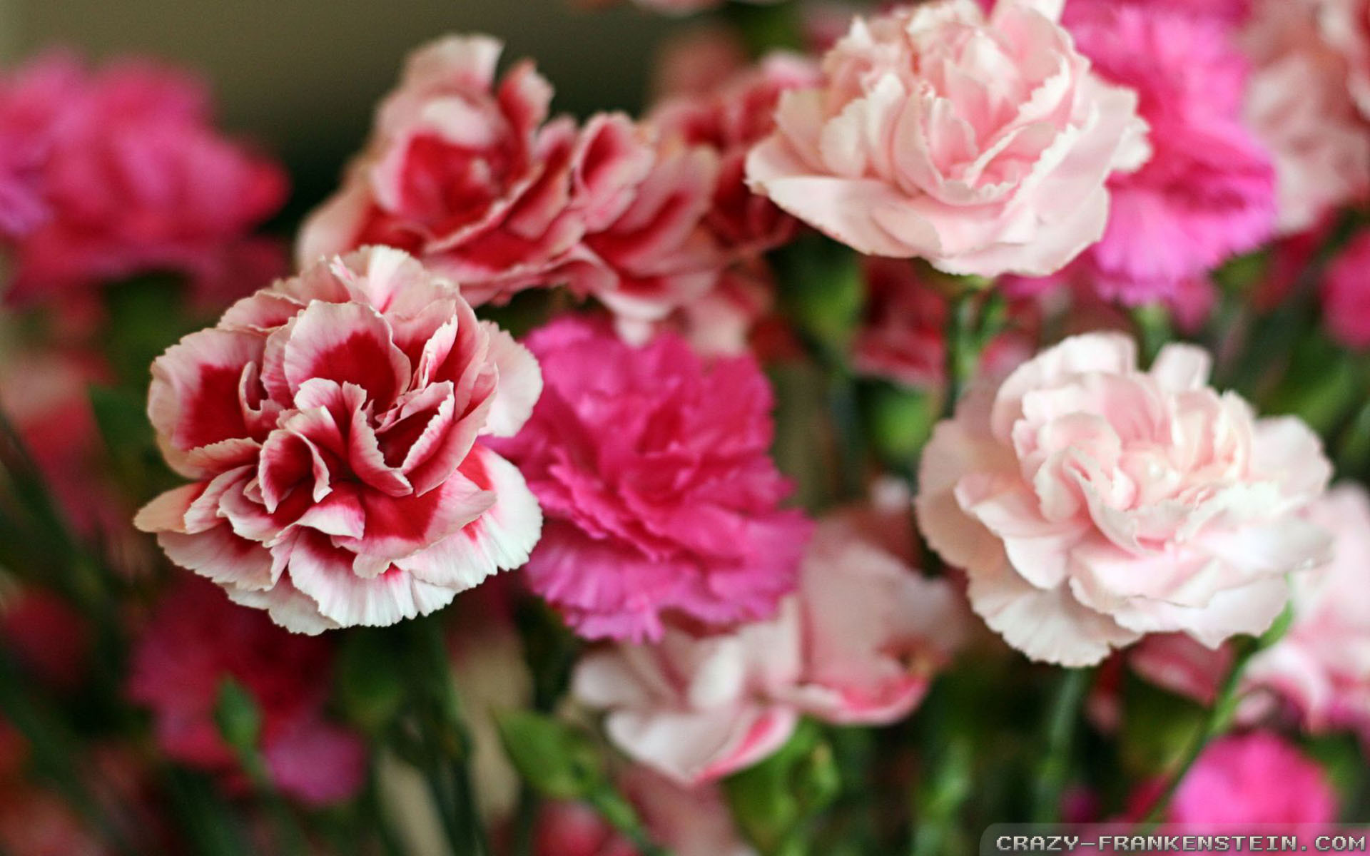1920x1200 Wallpaper: Colorful carnation wallpapers. Resolution: 1024x768 | 1280x1024  | 1600x1200. Widescreen Res: 1440x900 | 1680x1050 | 