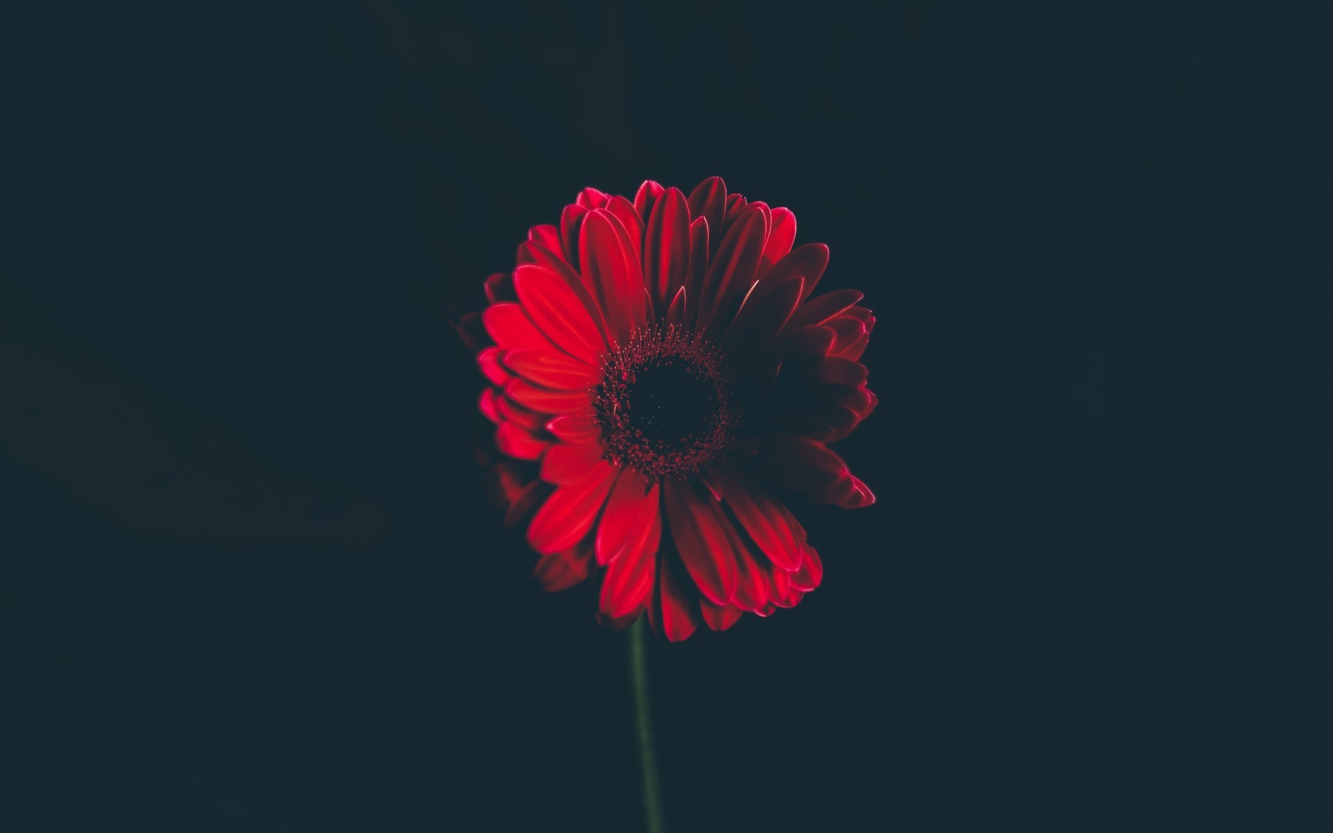 1920x1200 Flowers / Red Daisy Wallpaper