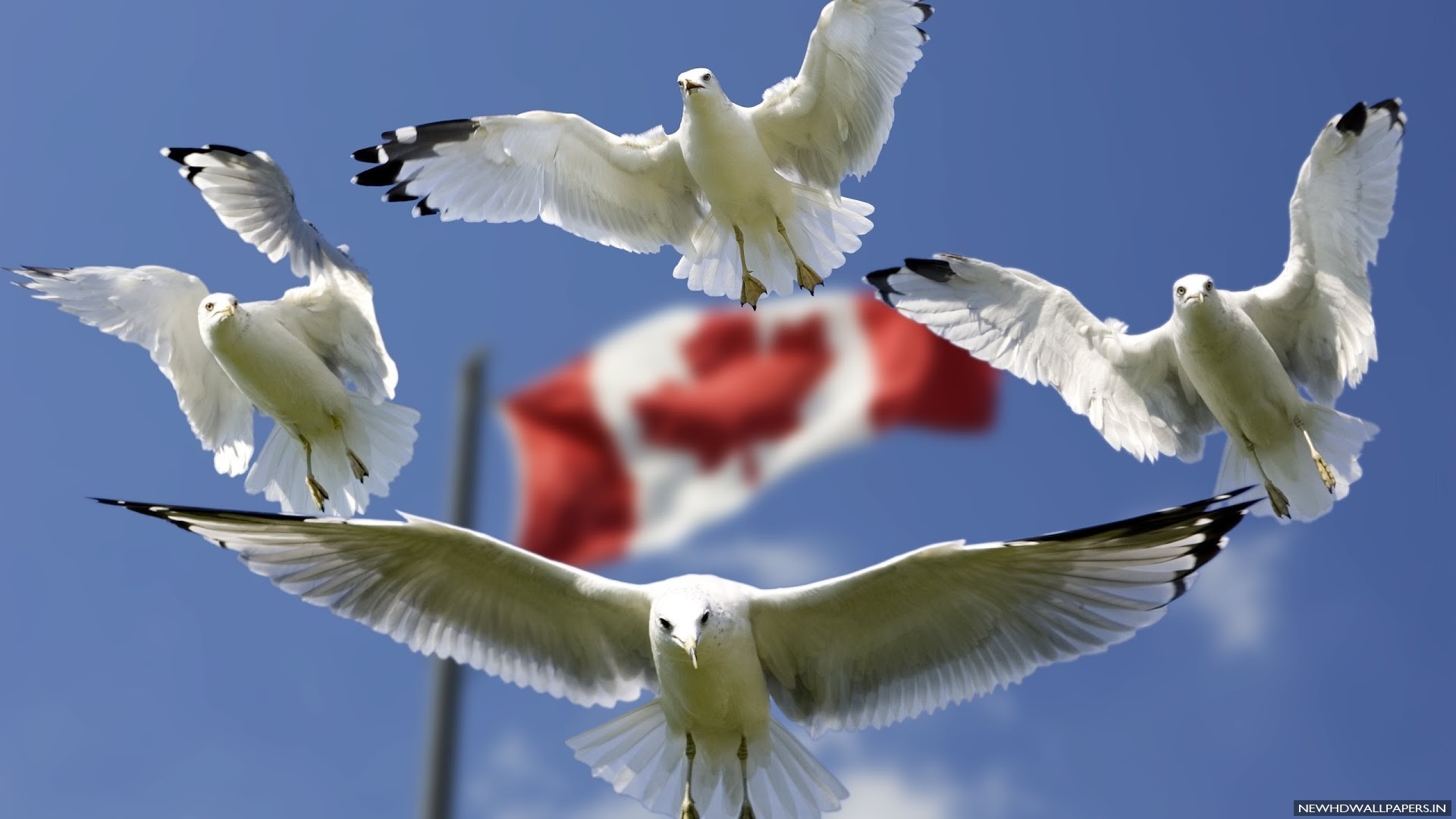1920x1080 Gulls and Canada Flag HD Wallpaper