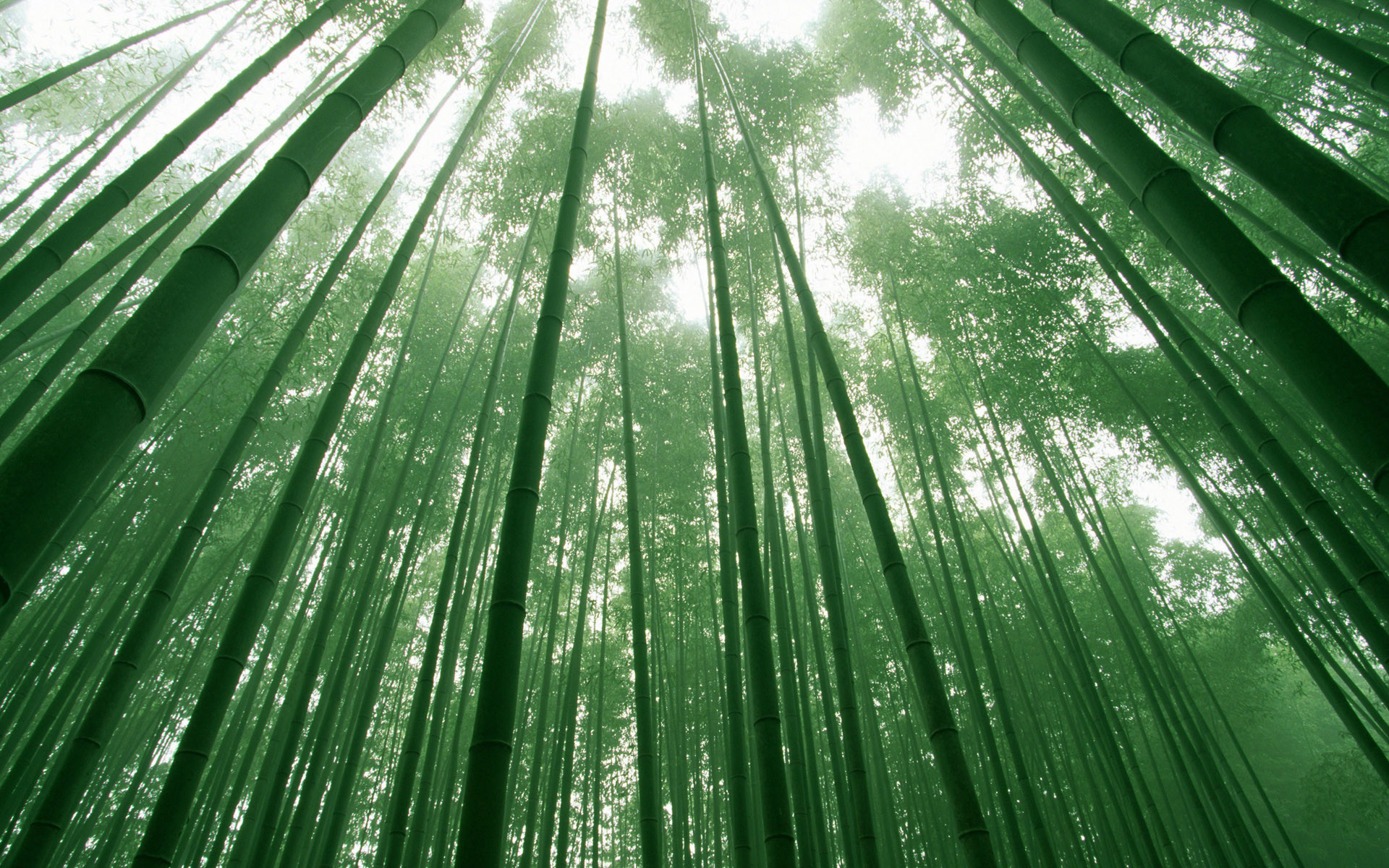 1920x1200 Bamboo HQ Wallpapers