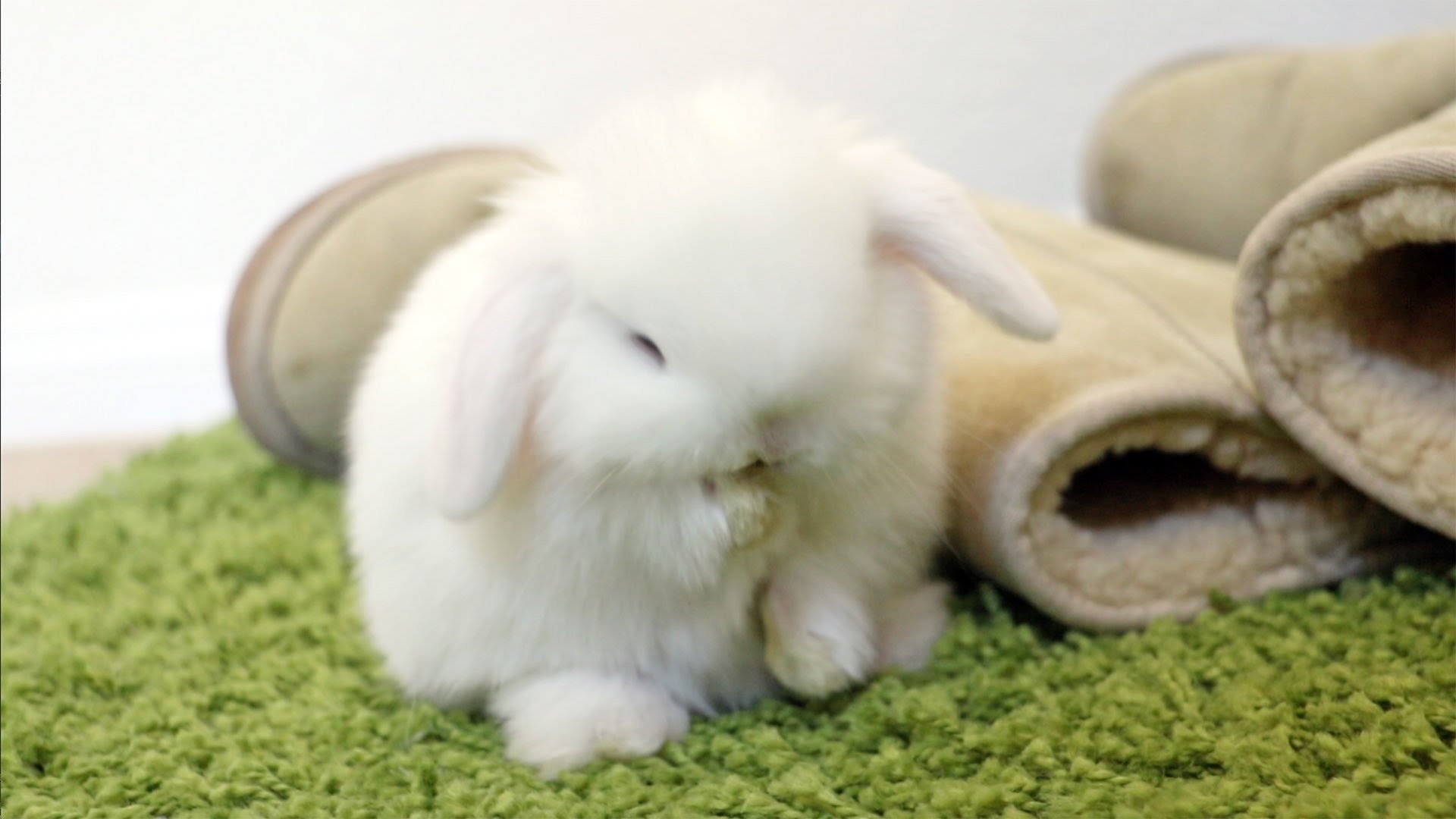 1920x1080 Cute Little Easter Rabbit HD Wallpaper