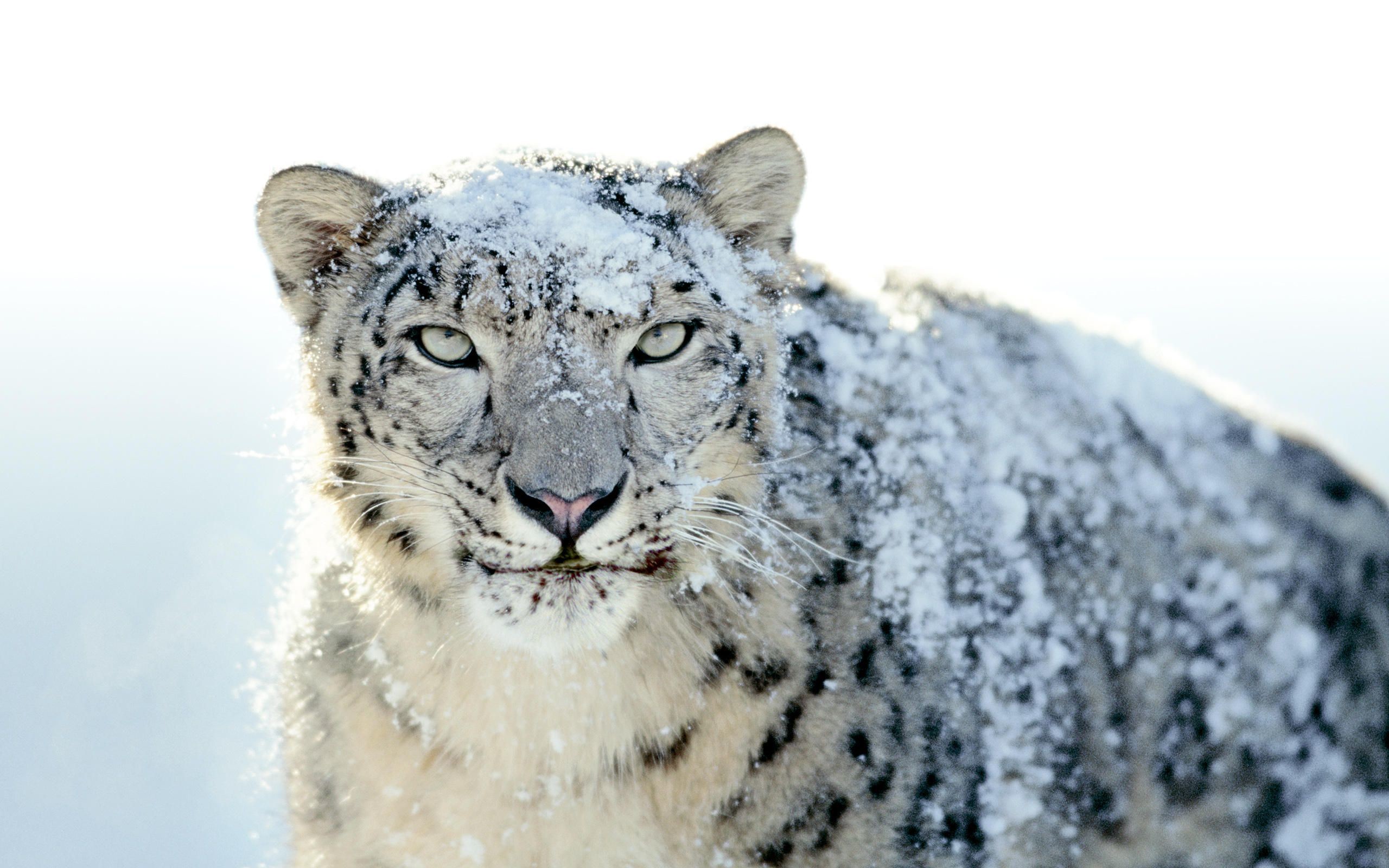 2560x1600 snow-leopard