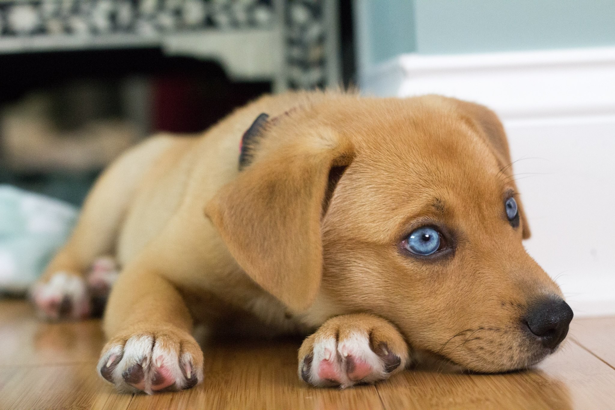 2048x1366 Adorable Blue Eyed Beagle Puppies
