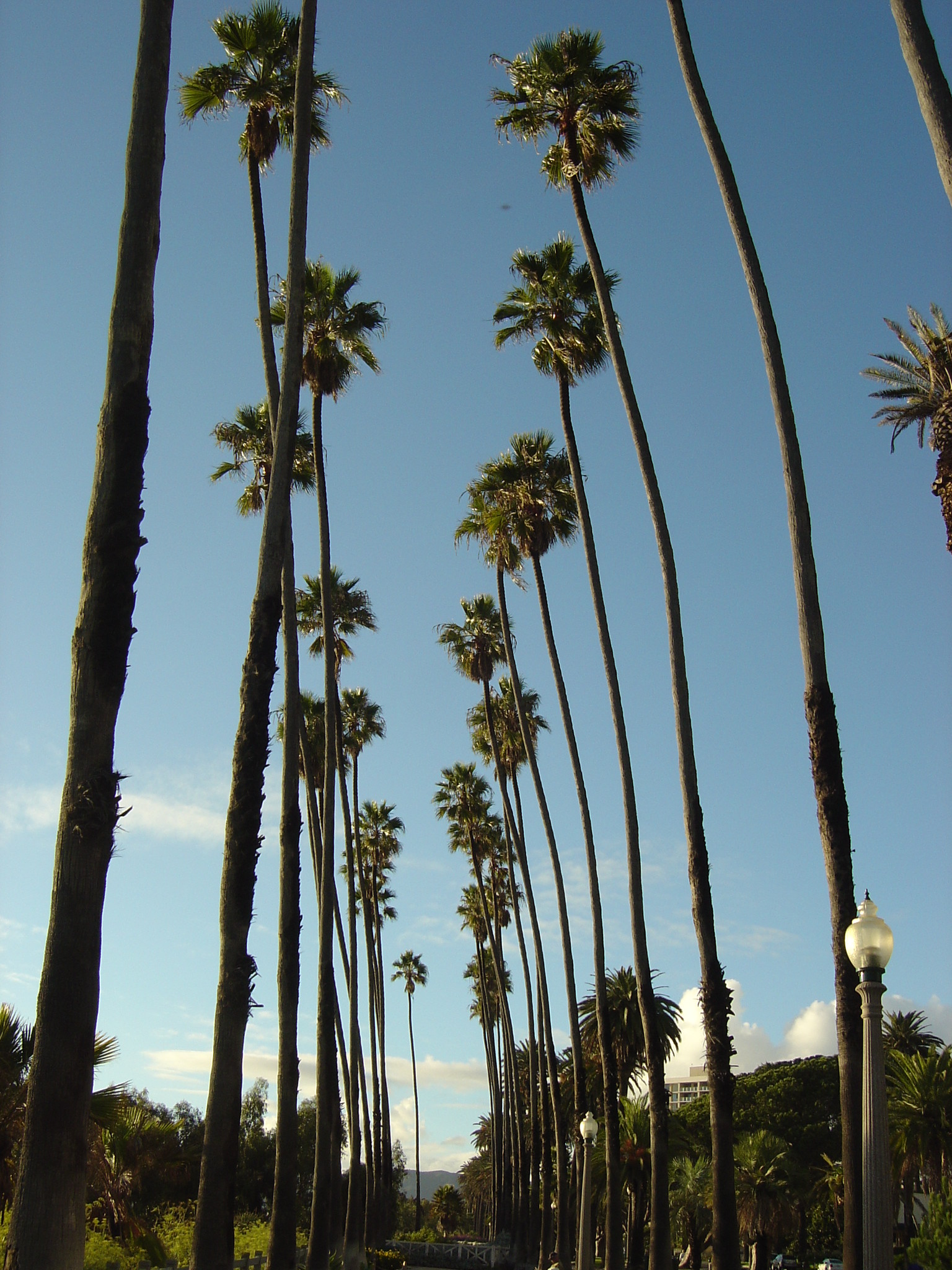 1536x2048 Alfa img Showing California Palm Trees Background 