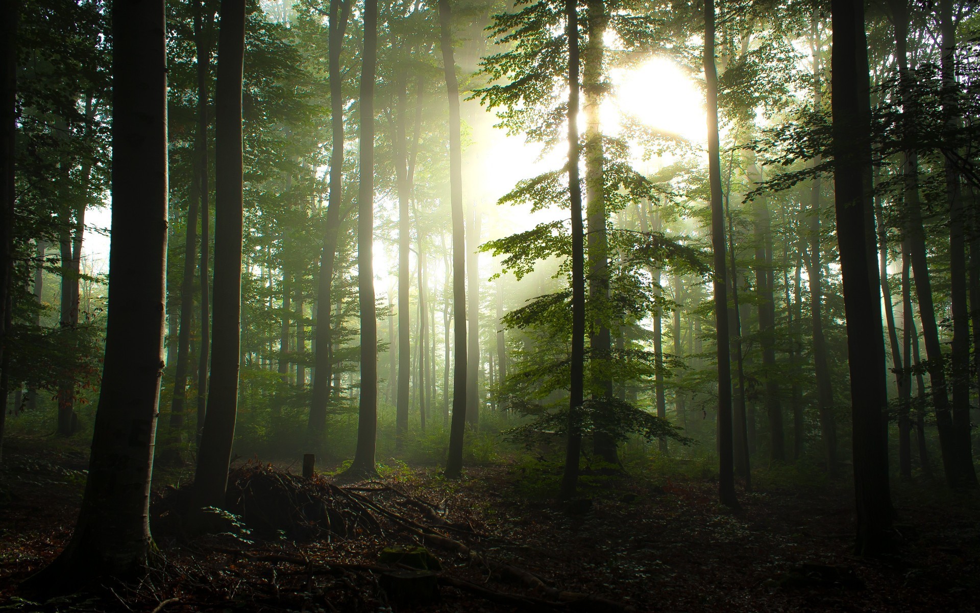 1920x1200 ... forest wallpapers high quality download free ...