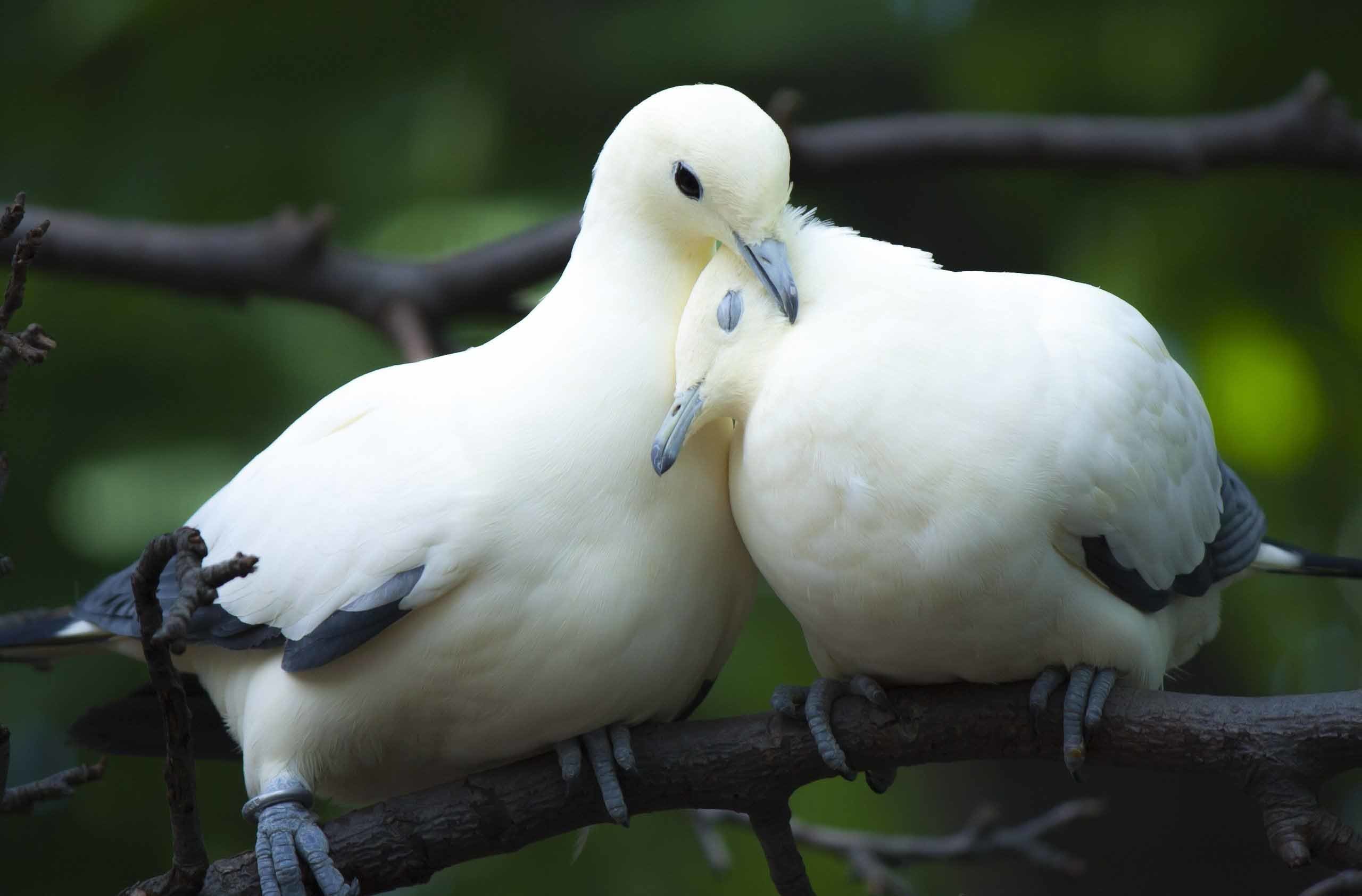 2560x1685 Love birds white dove couple love wallpaper