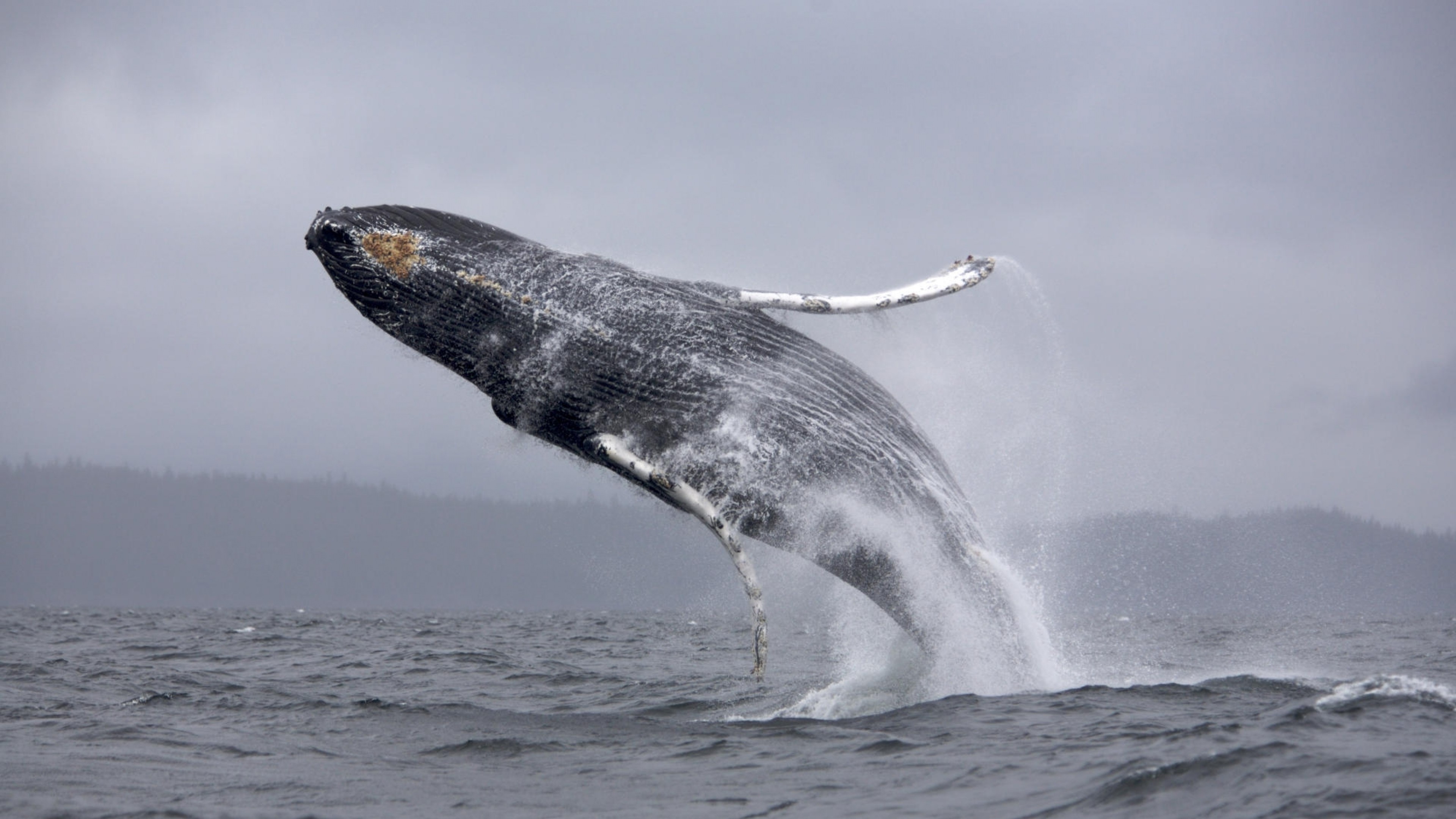 3840x2160 Preview wallpaper whale, jump, sea, ocean, spray 