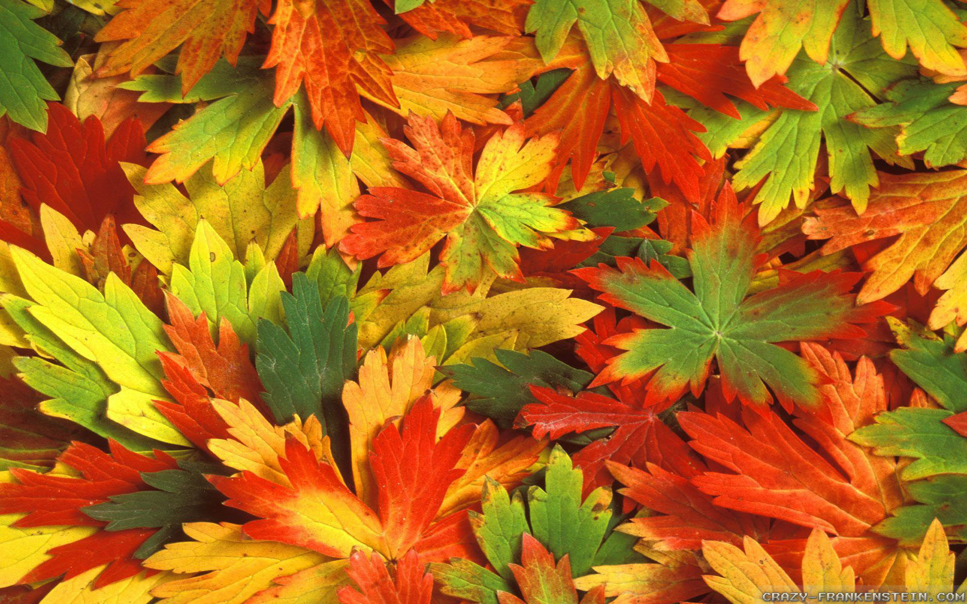 1920x1200 Wallpaper: Fall Leaves wallpapers 2. Resolution: 1024x768 | 1280x1024 |  1600x1200. Widescreen Res: 1440x900 | 1680x1050 | 