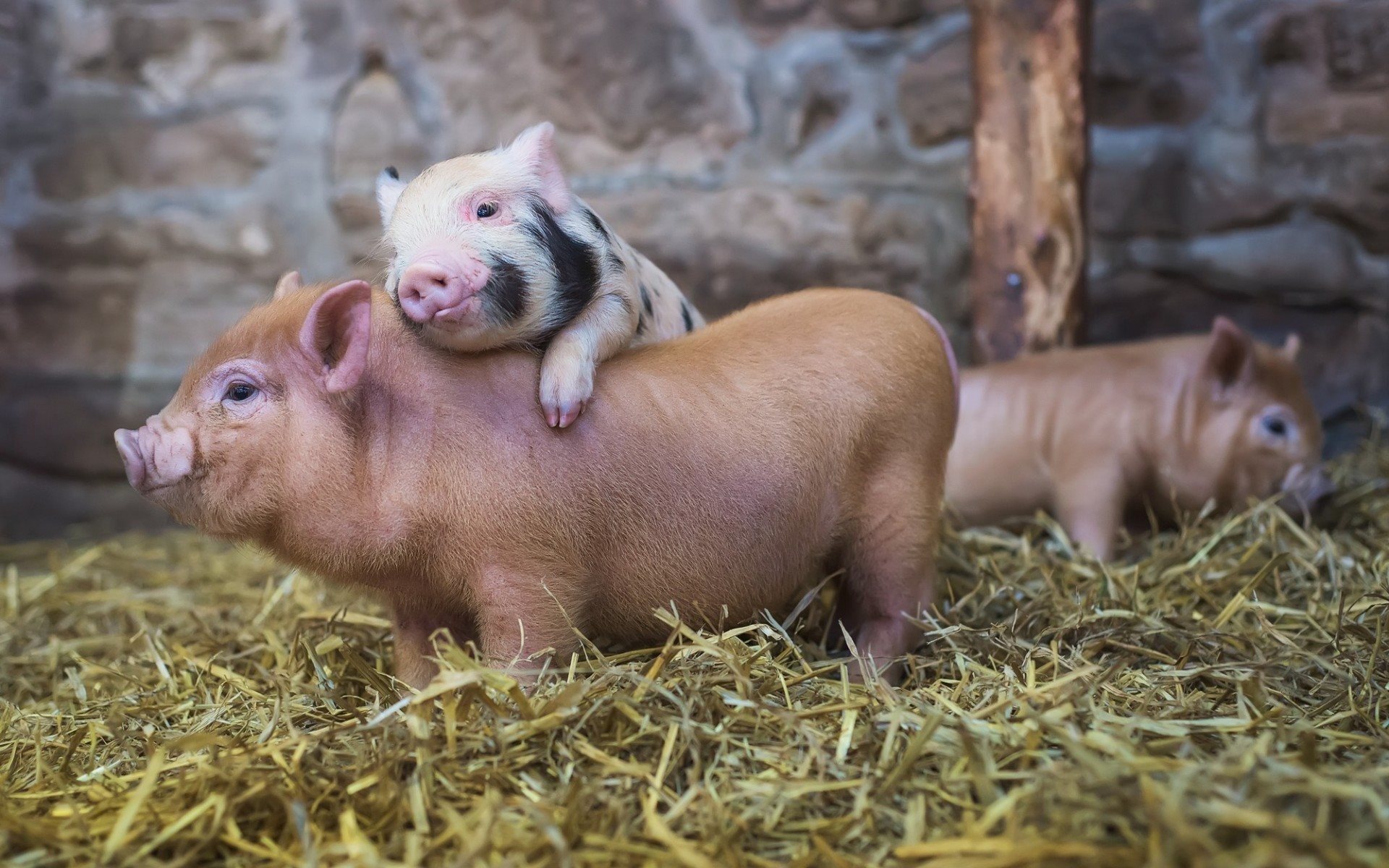1920x1200 farm, pig, friends, hay, cute piglets, pigs, hay farm