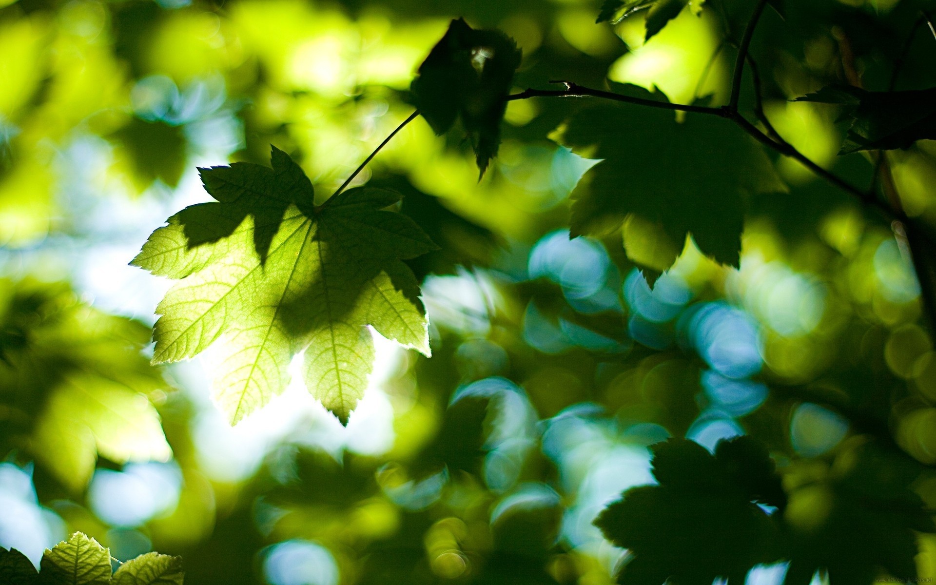 1920x1200  Wallpaper leaves, tree, branches, maple, green, light