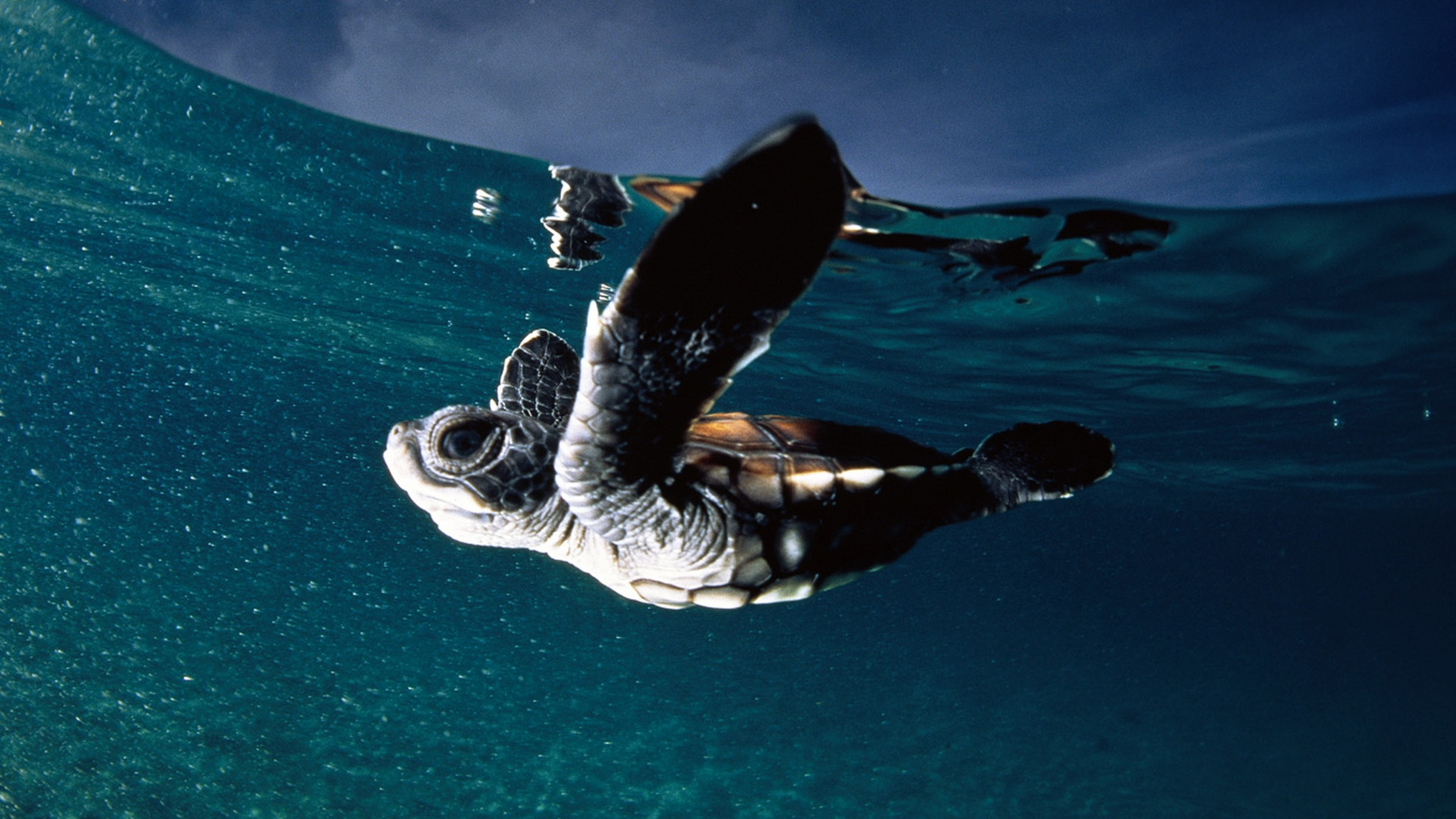 3840x2160 Preview wallpaper turtle, sea, swim, underwater 