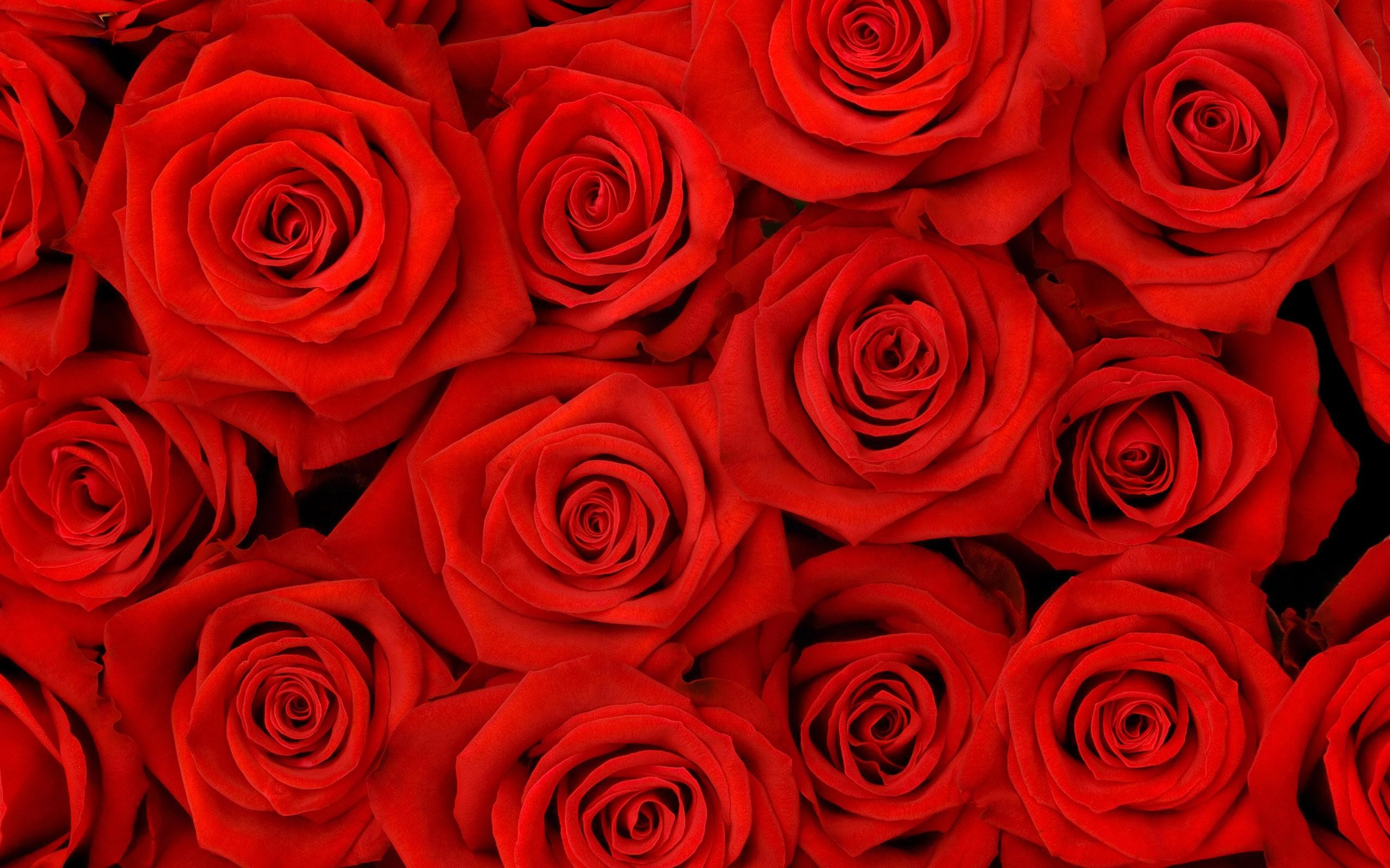 2560x1600 Red Roses Tumblr Background