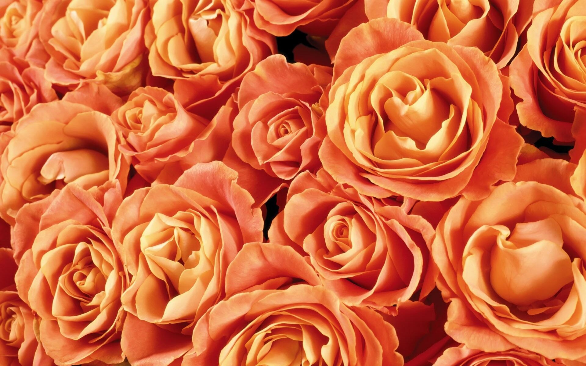 1920x1200 Orange Roses Backgrounds - Wallpaper, High Definition, High Quality .