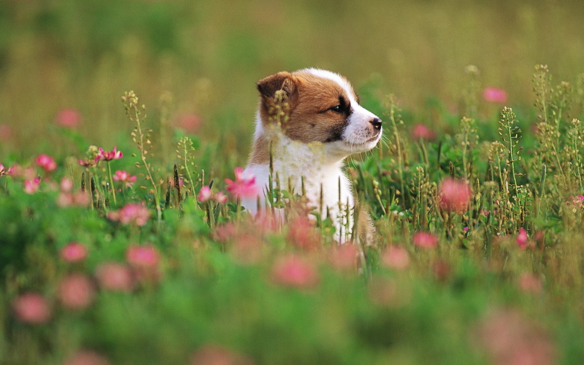 1920x1200 Puppy Dog On Flower Grass Field
