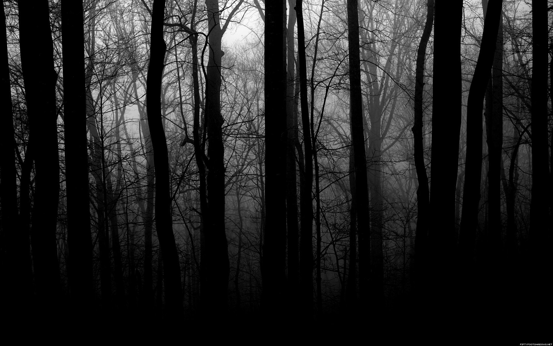 1920x1200 Forests Grayscale Trees