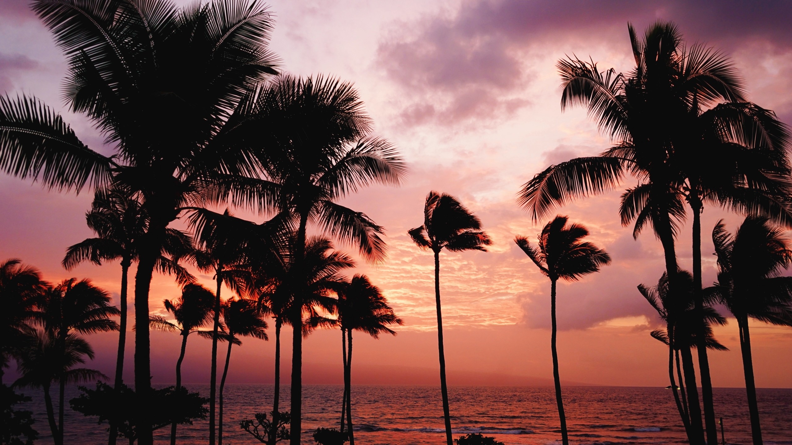 2560x1440  Wallpaper palm trees, sunset, sea