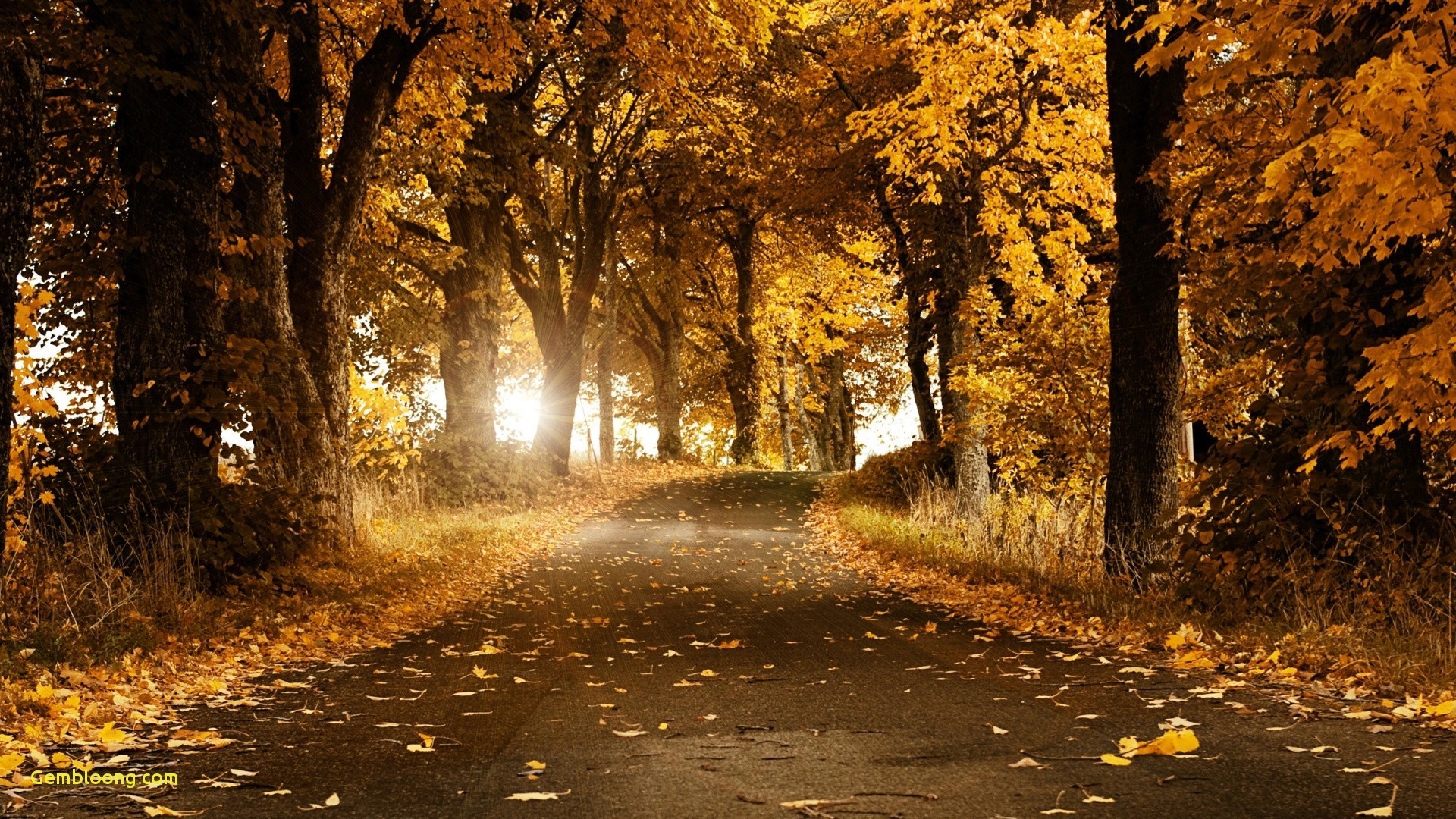 1920x1080 2560x1600 34 nature fall scene wallpaper hd xpx backgrounds fall scene .