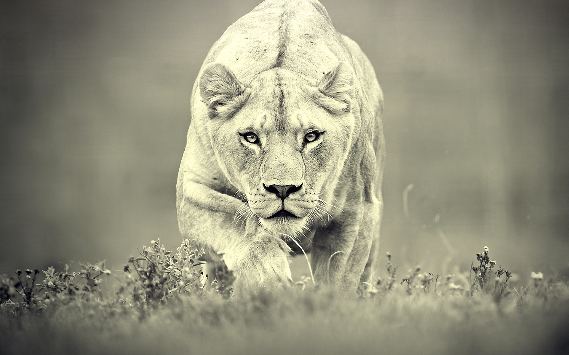 1920x1200 forest-king-lion-white-hd-desktop-wide