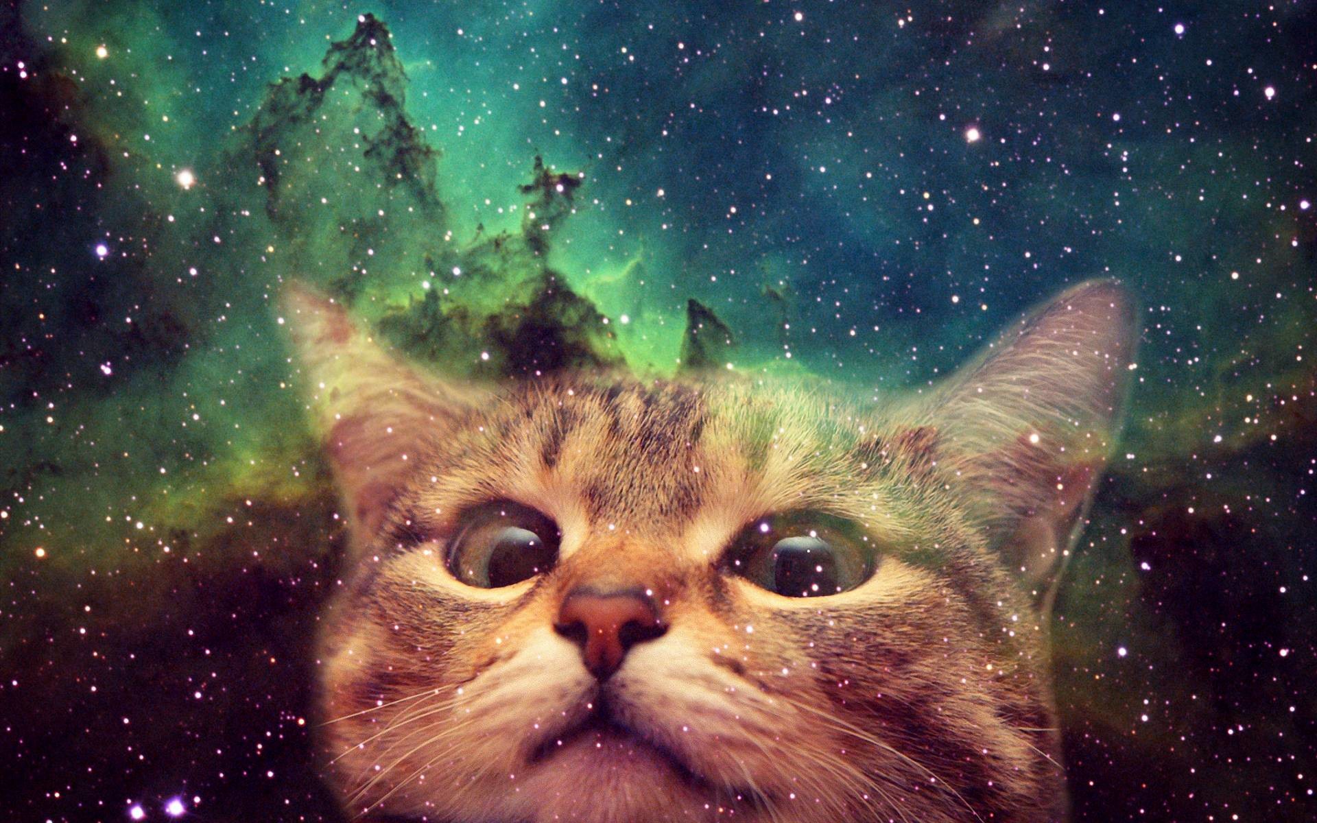 1920x1200 Awesome Cats In Space Wallpapers - Caveman Circus | Caveman Circus .