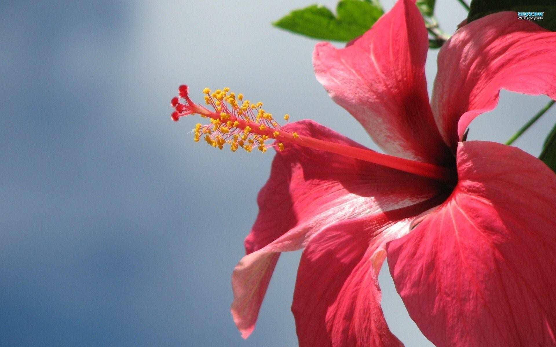 1920x1200 Most Downloaded Hibiscus Wallpapers - Full HD wallpaper search