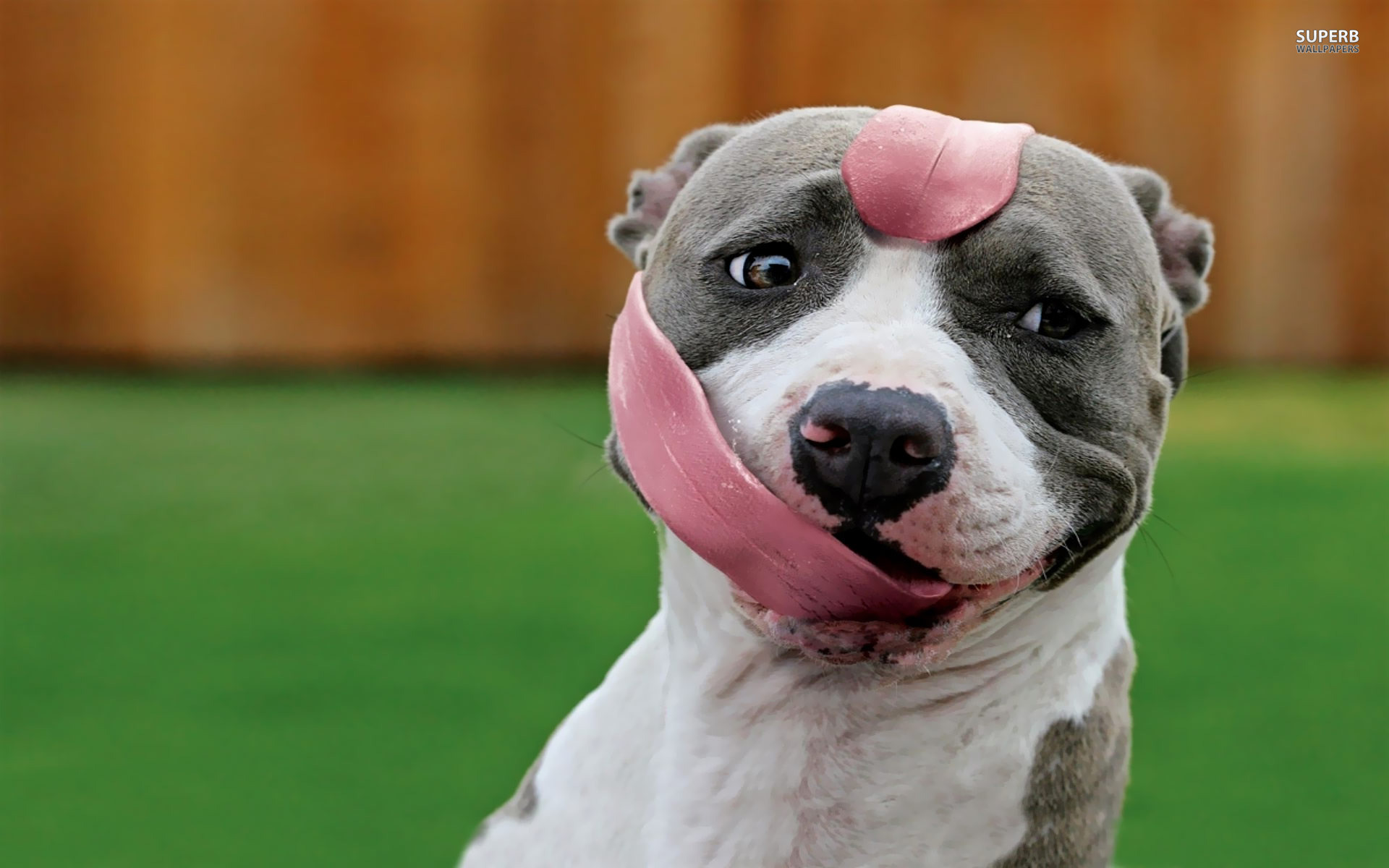 1920x1200 Dog Picture Blue Pitbull With Long Tongue HD Wallpaper