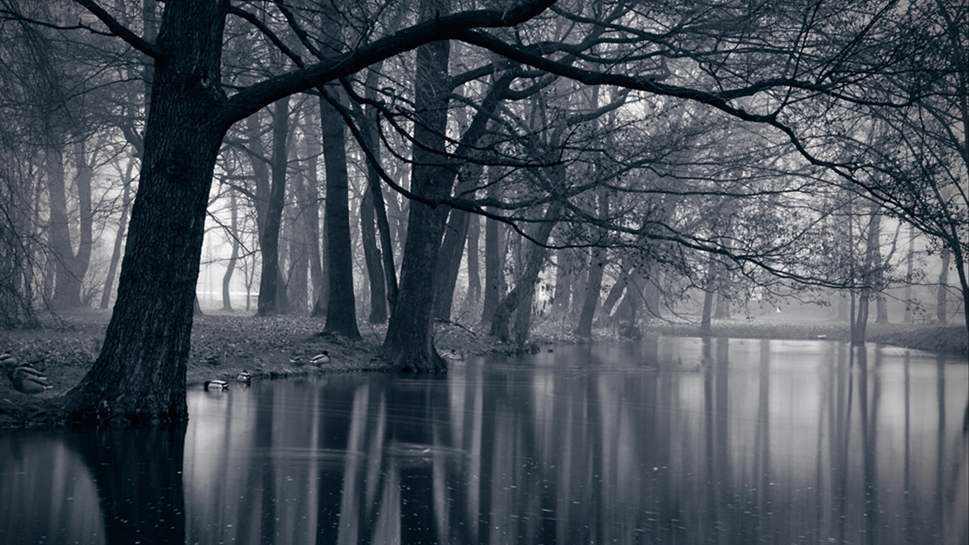 1920x1080 Dark-Forest-for-Home-WalOps-com-AND-it's-creepy-…-wallpaper-wp001372