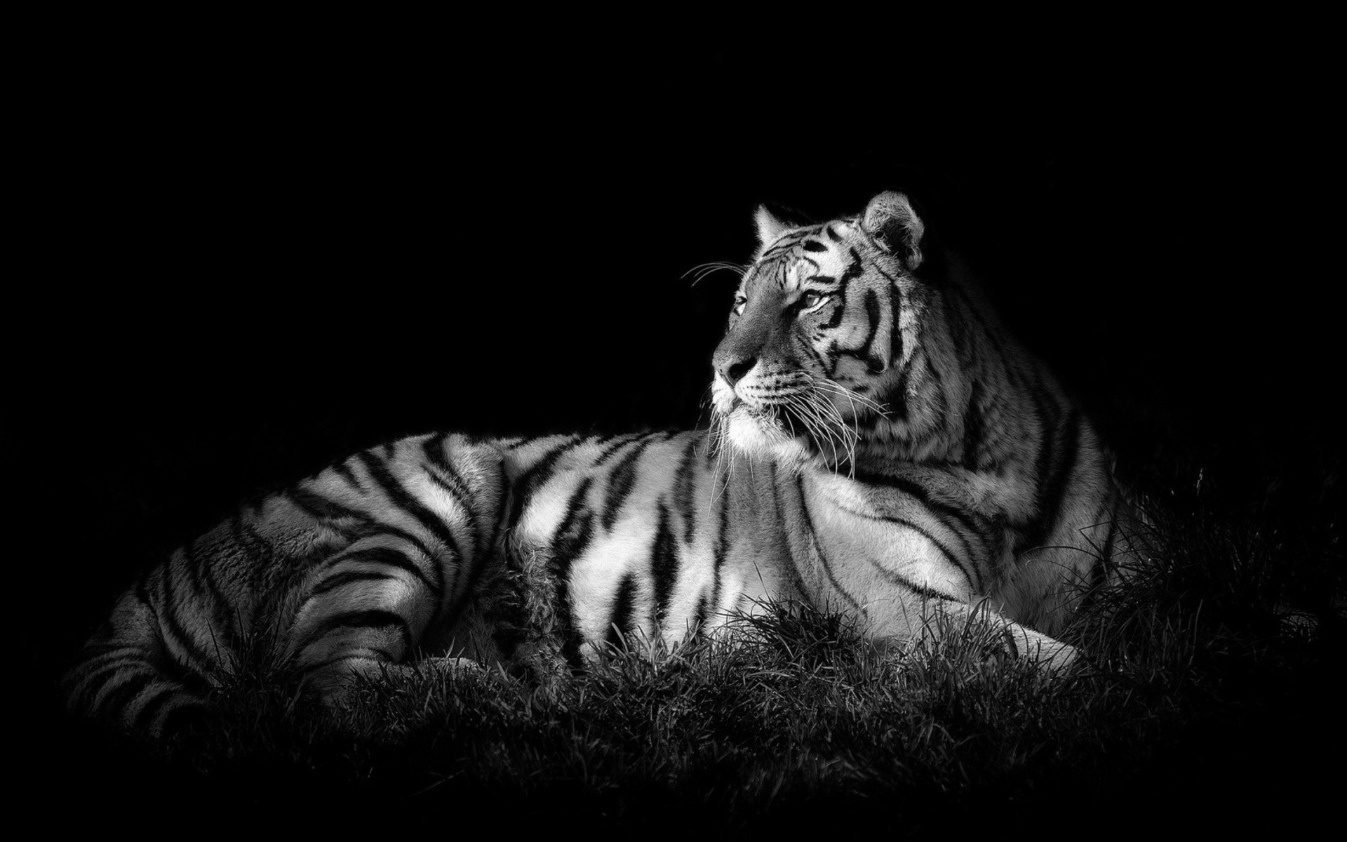 1920x1200 black and white tiger picture