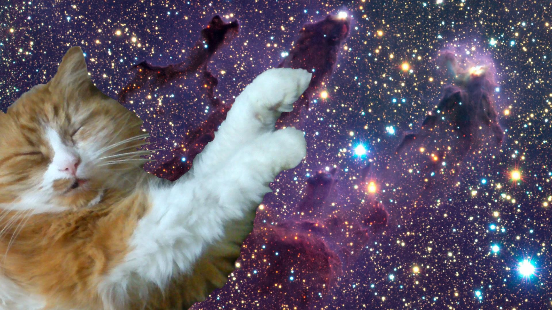 1920x1080 Galleries Related: Tumblr Cat Trippy , Tumblr Cat Background ,