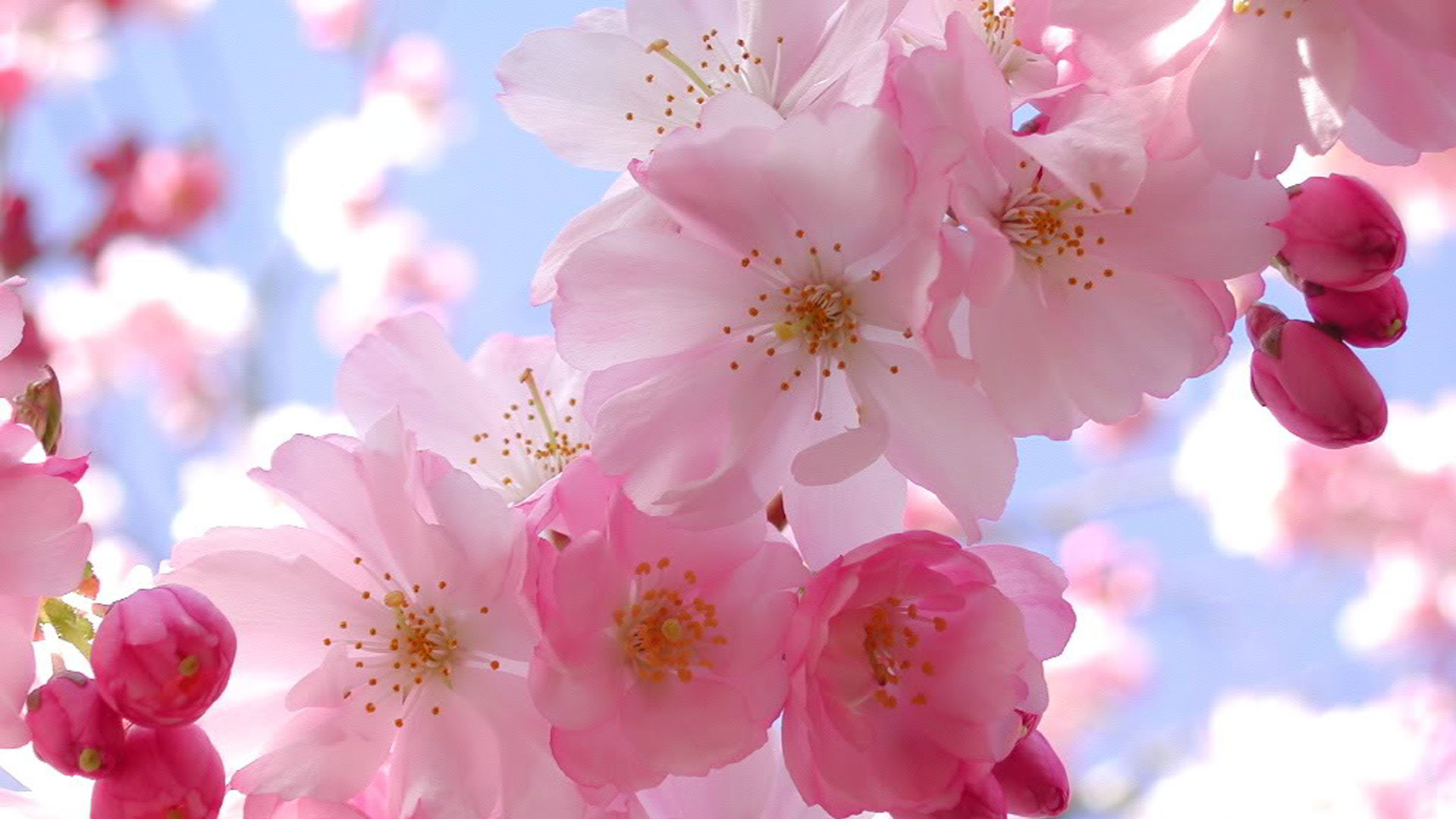 1920x1080 Cherry Blossom Pink