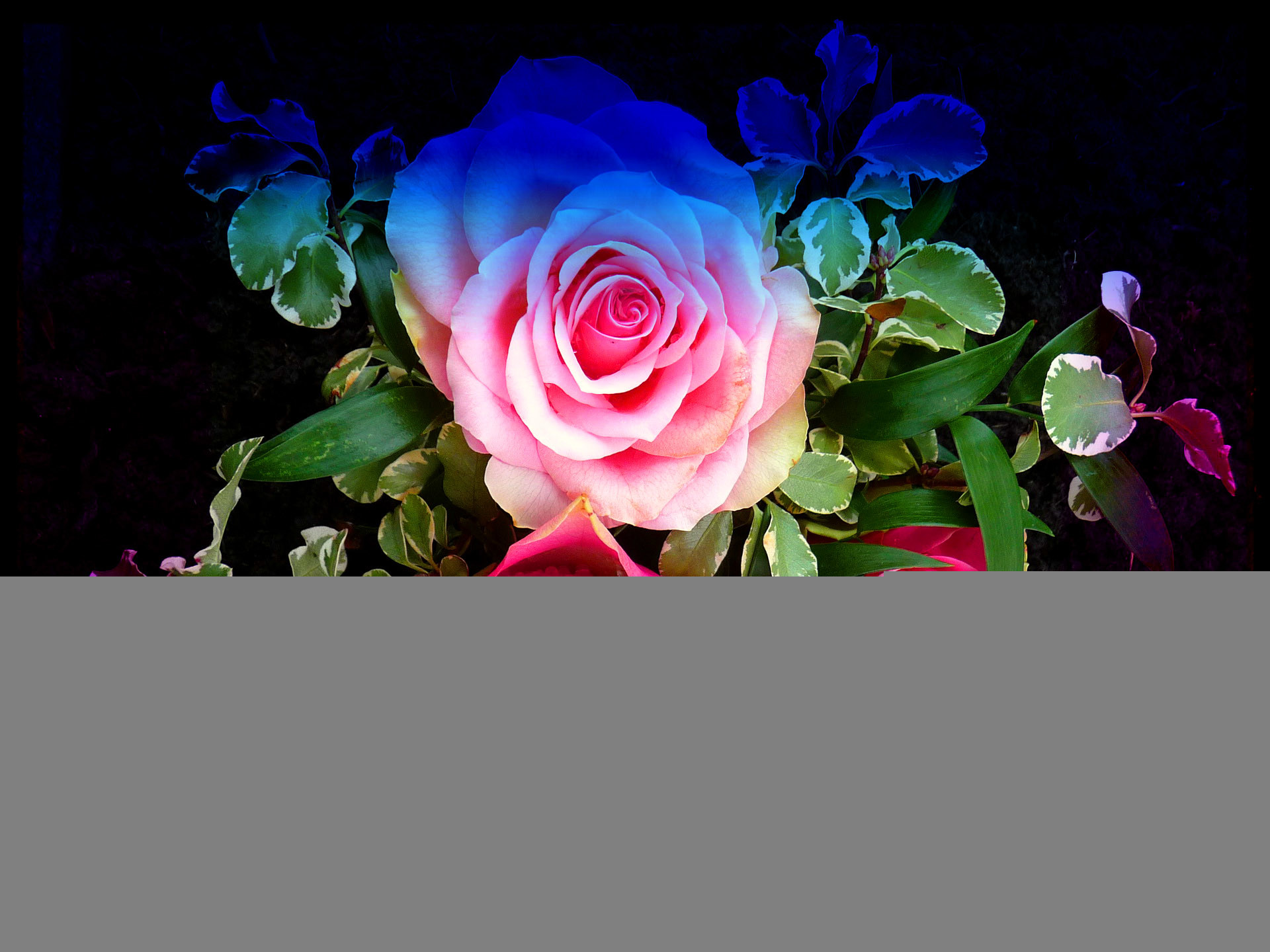 1920x1440 Colourful Roses. Wallpaper: Colourful Roses