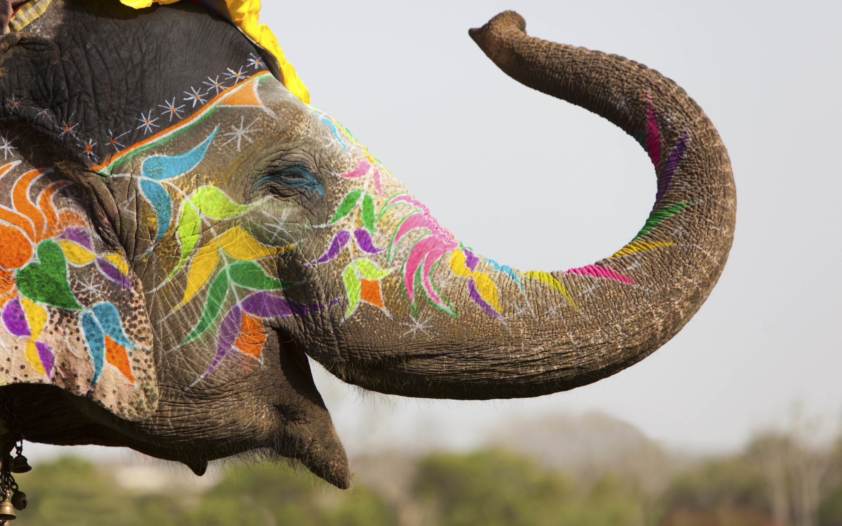 2880x1800 elephant, pachyderm, india, jaipur, decorations, colorful
